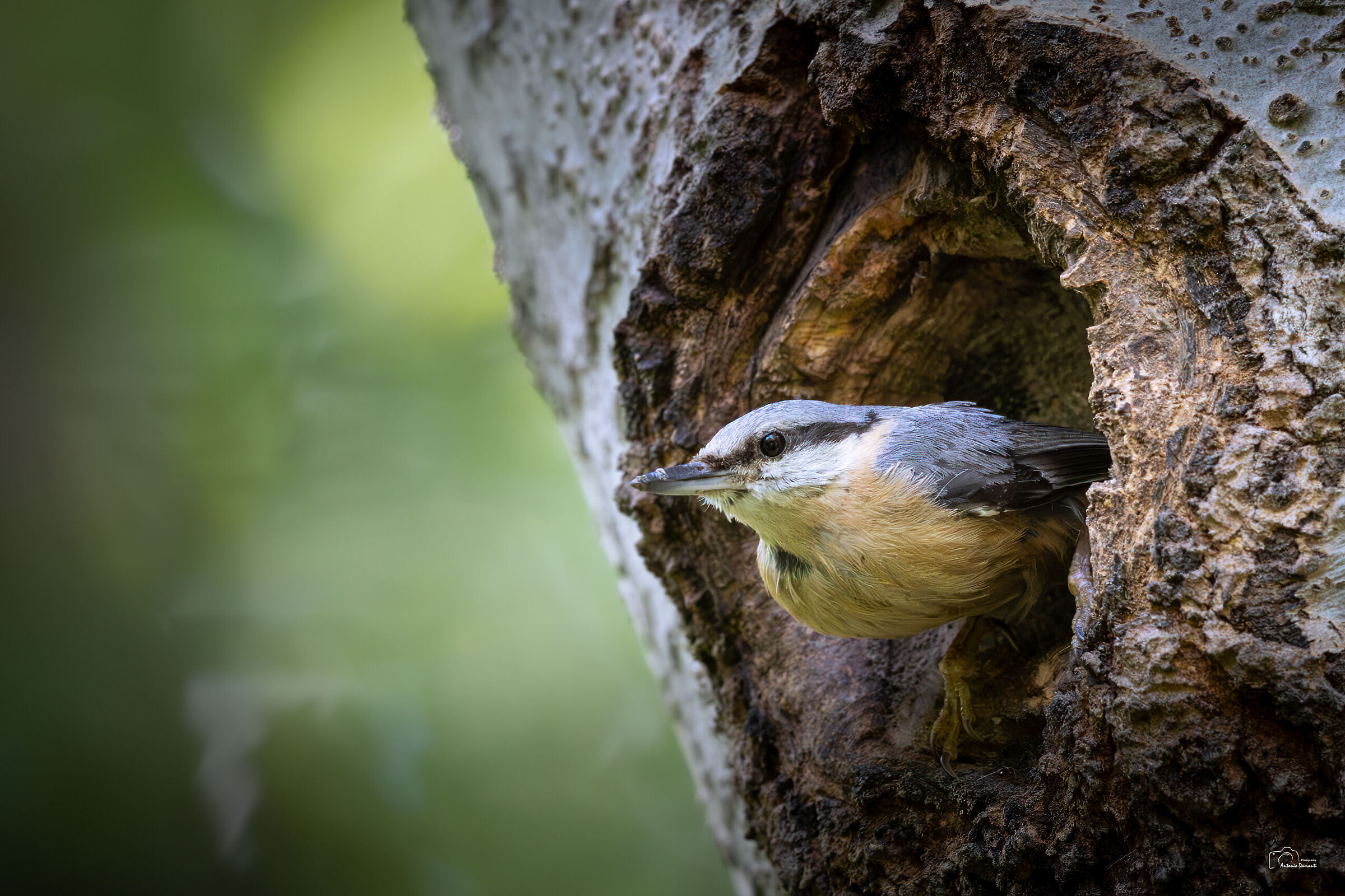 Leaving the house - Nuthatch
