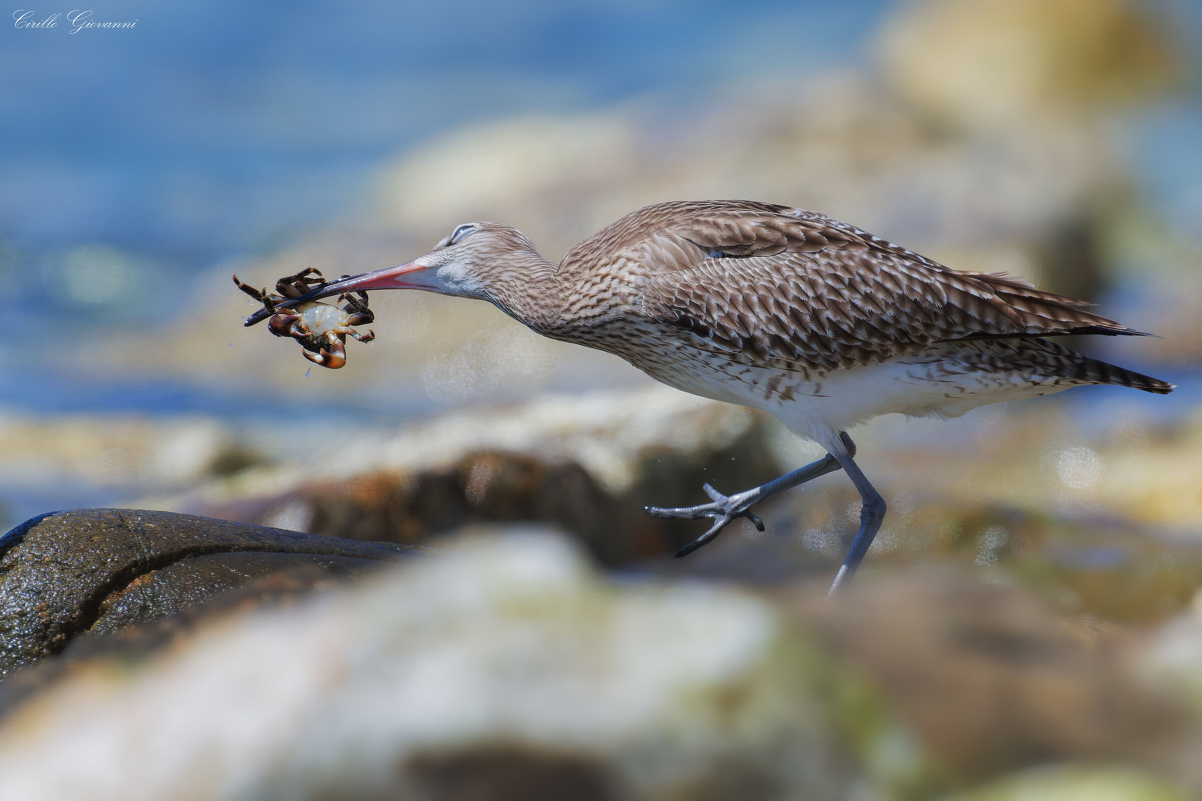 WHIMBREL
