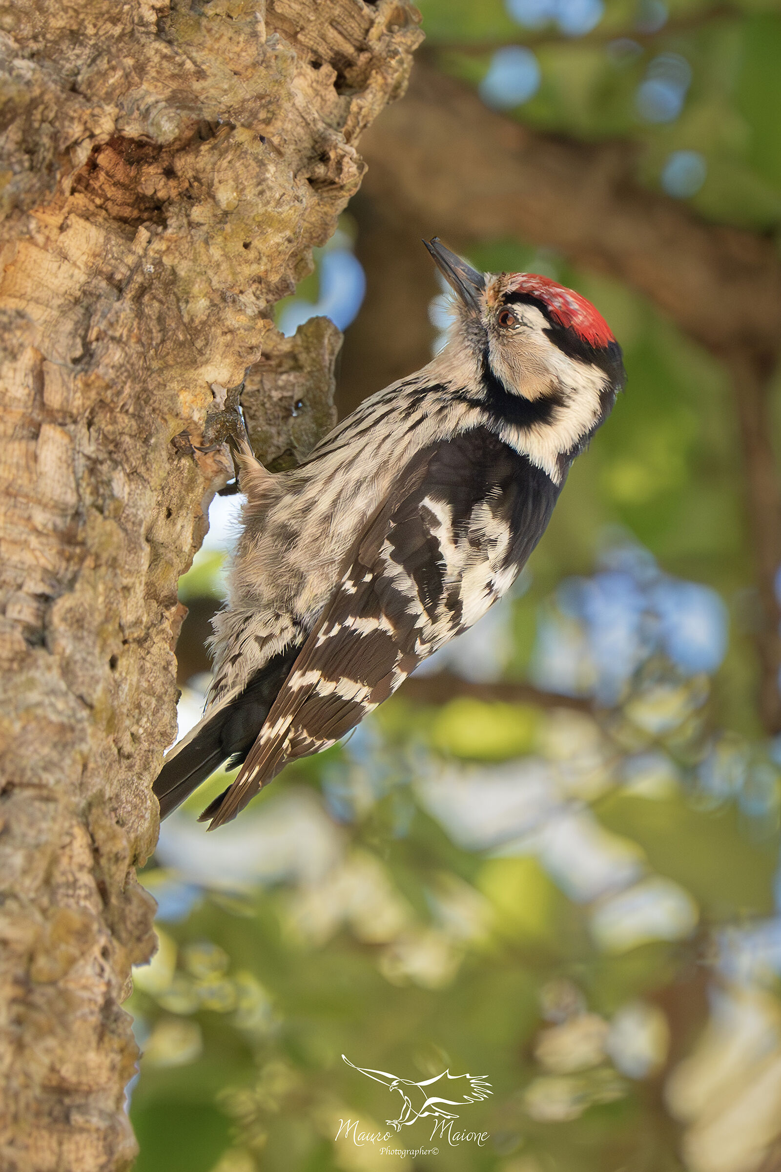 Lesser spotted woodpecker