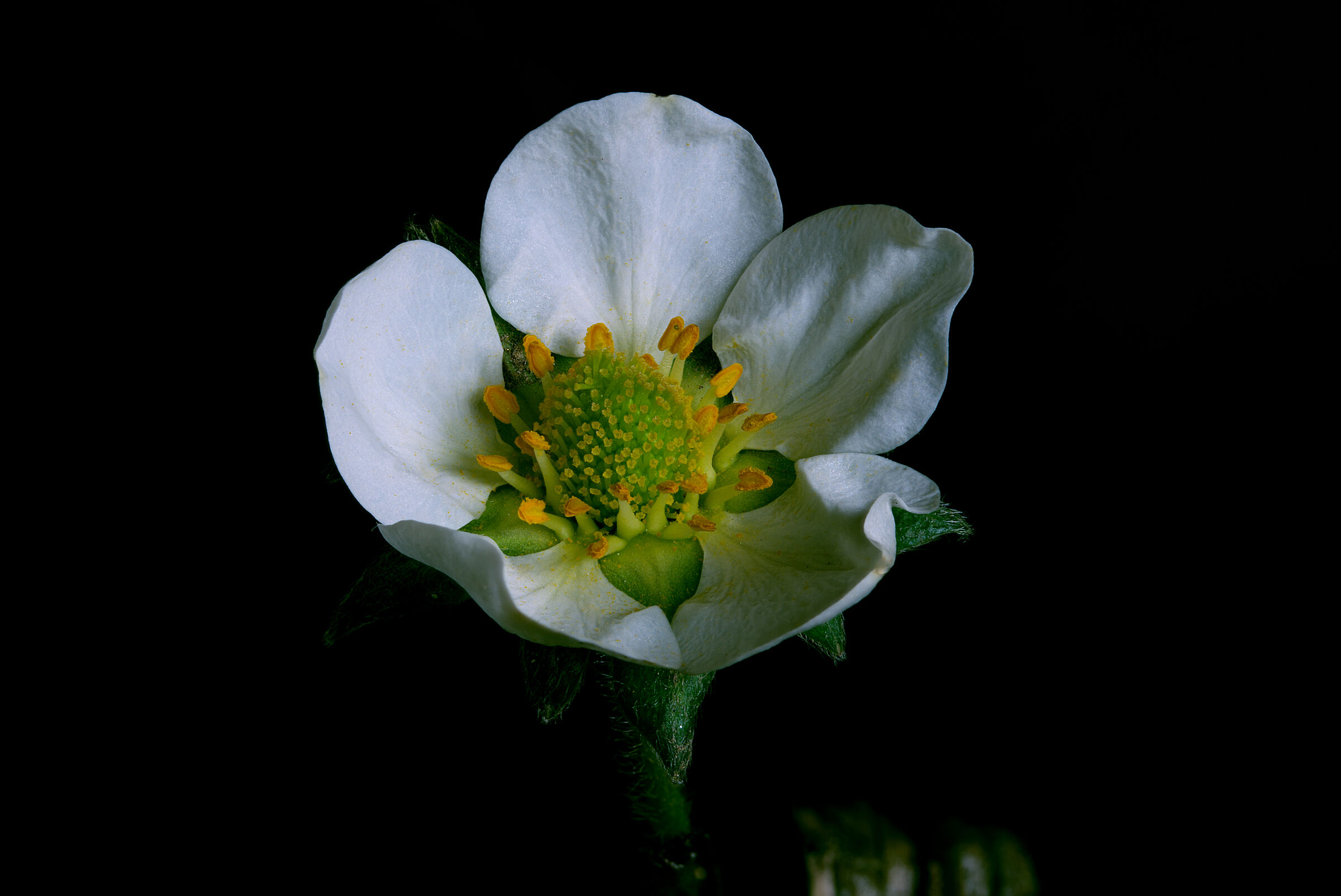 Strawberry flower...