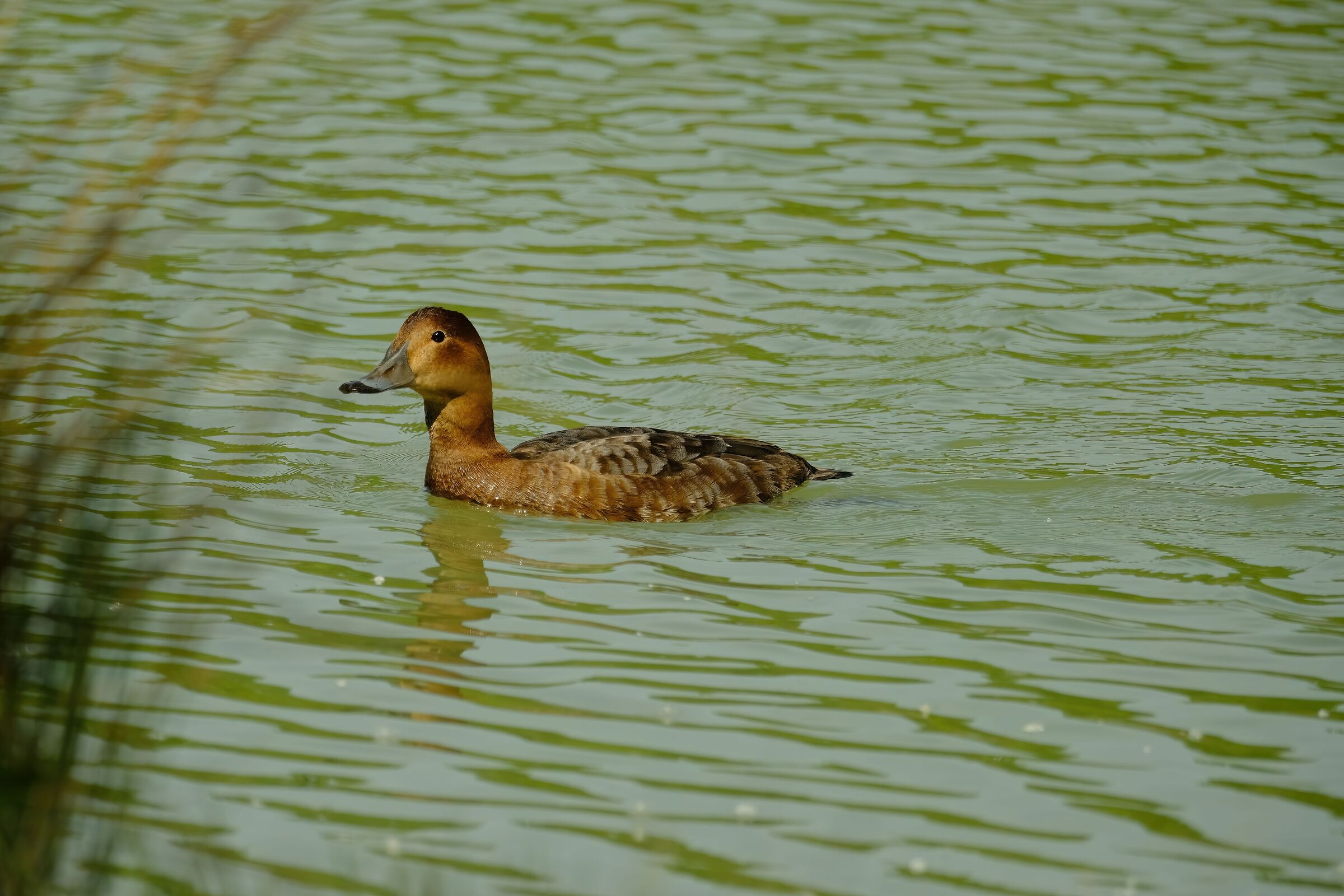 Moriglione femmina...