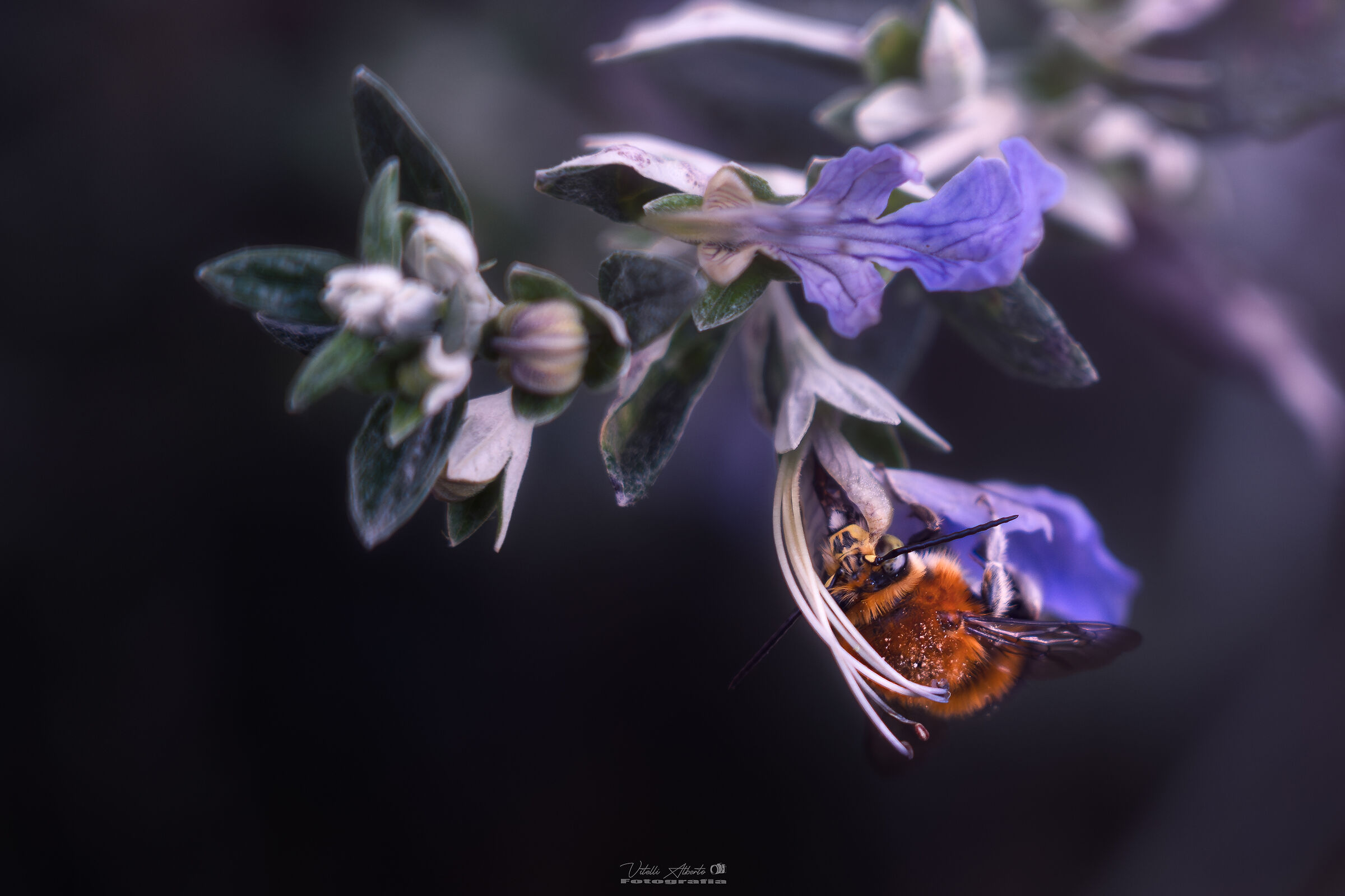 The bumblebee