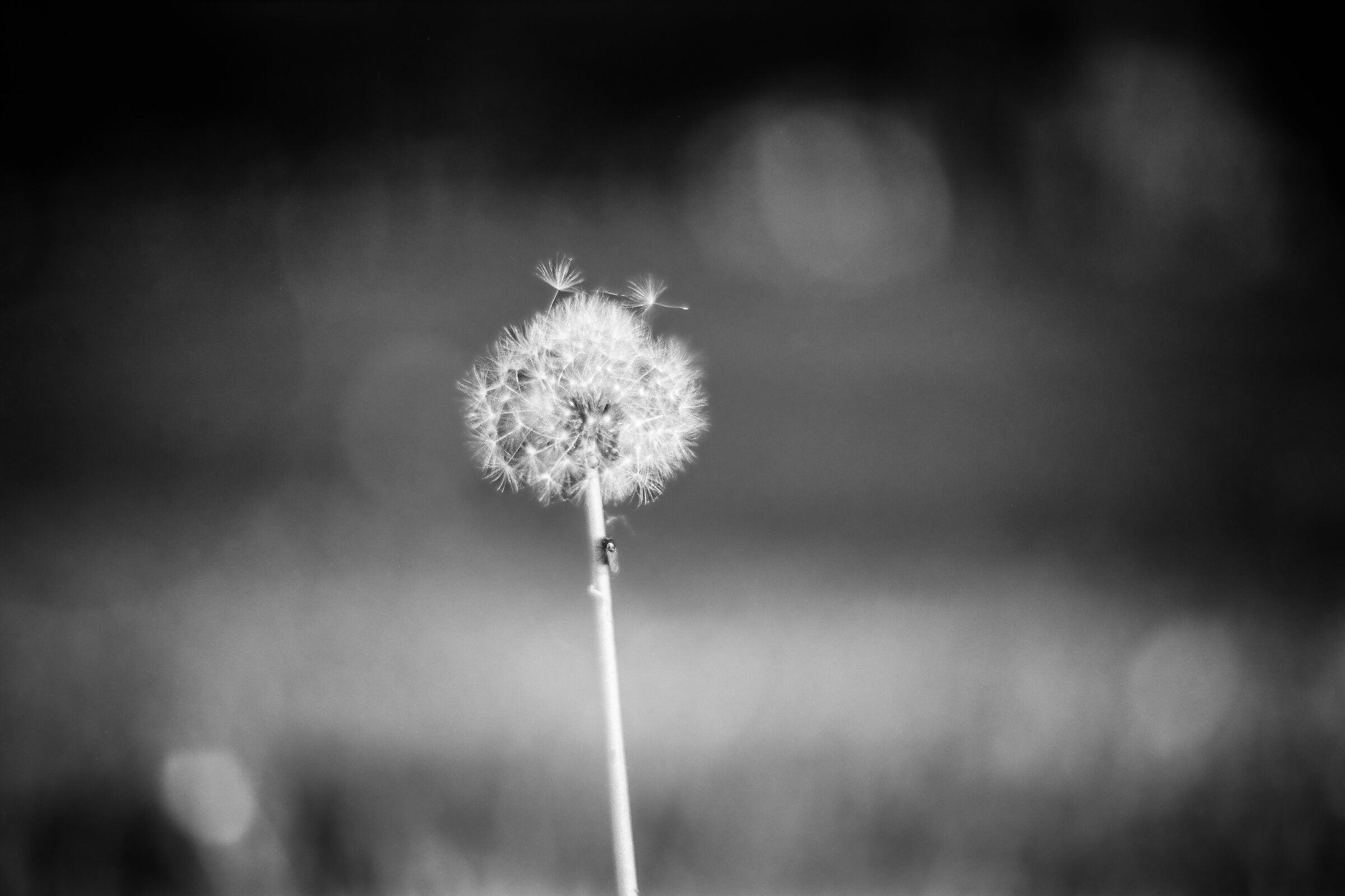 Soffia