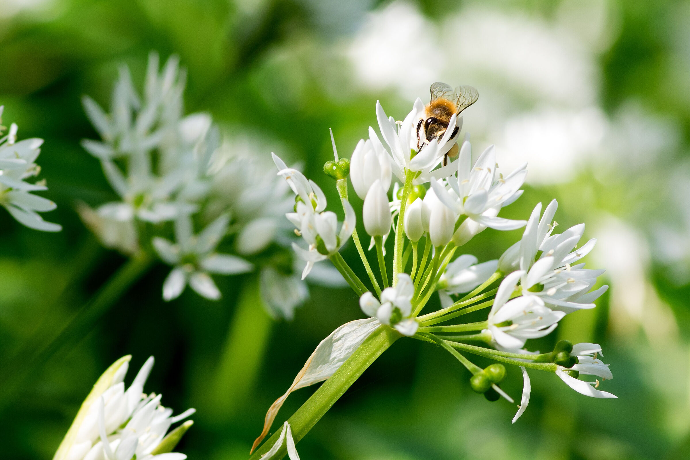 Wild garlic in its splendid flowering