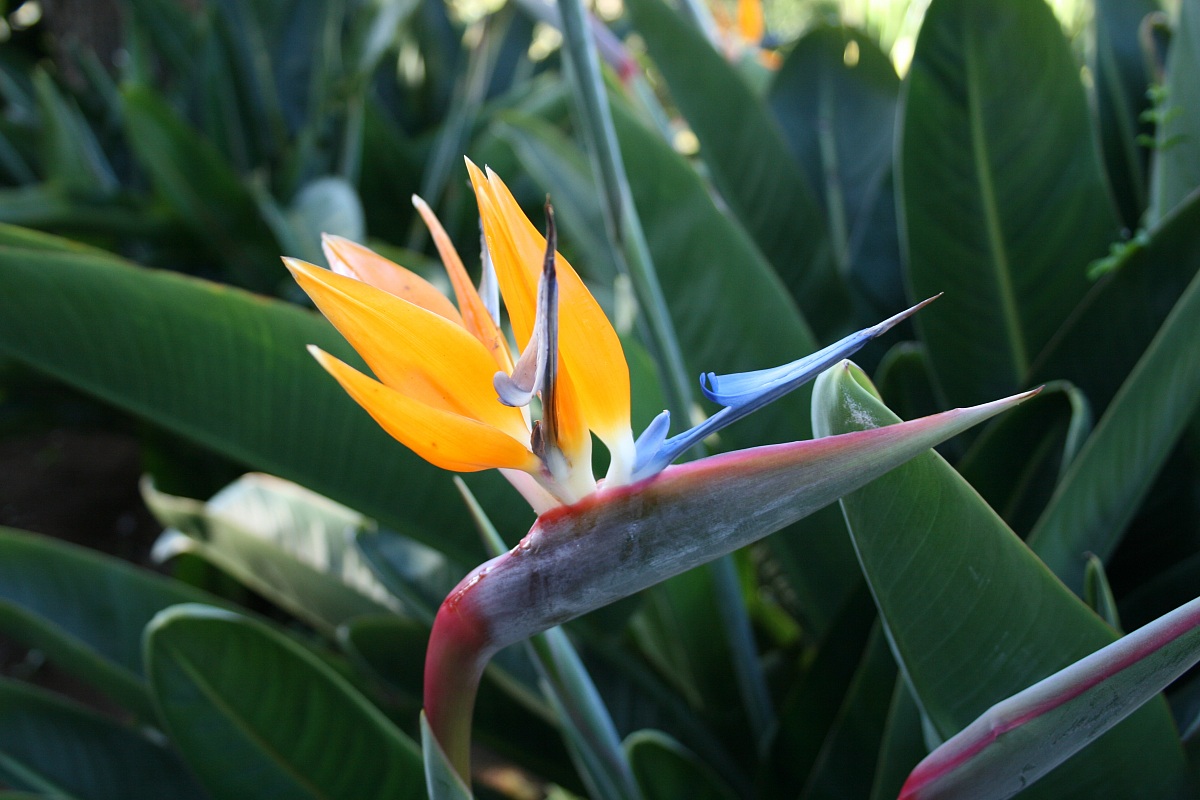 uccello del paradiso