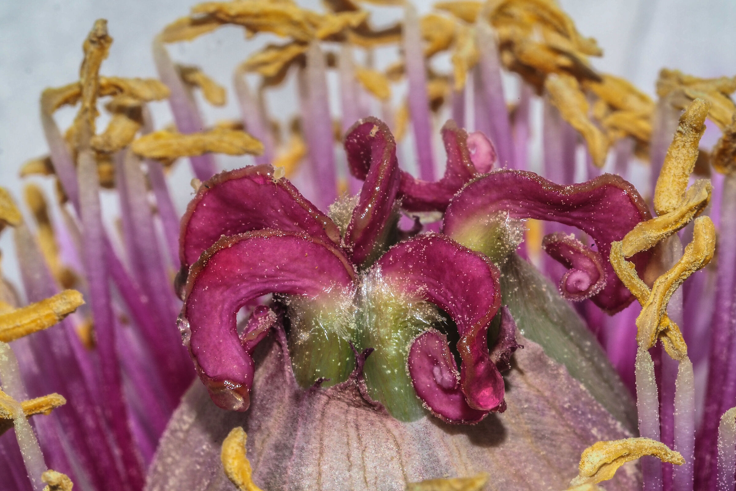 Pistillo e stami di Peonia