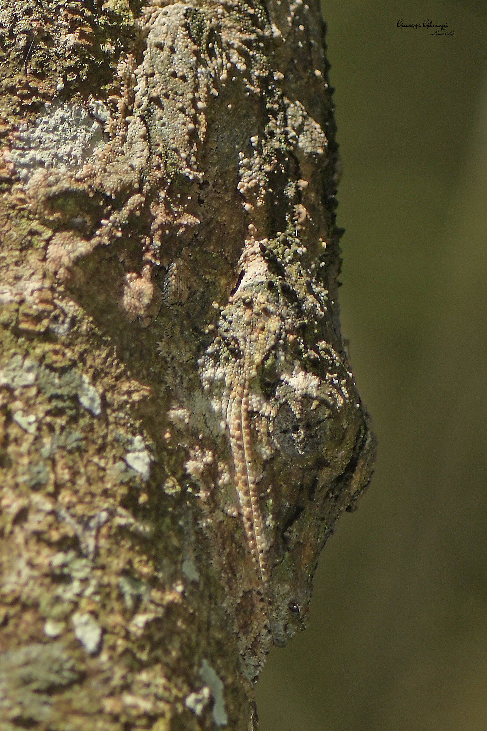 Giant leaf-tailed gecko. (Uroplatus giganteus)