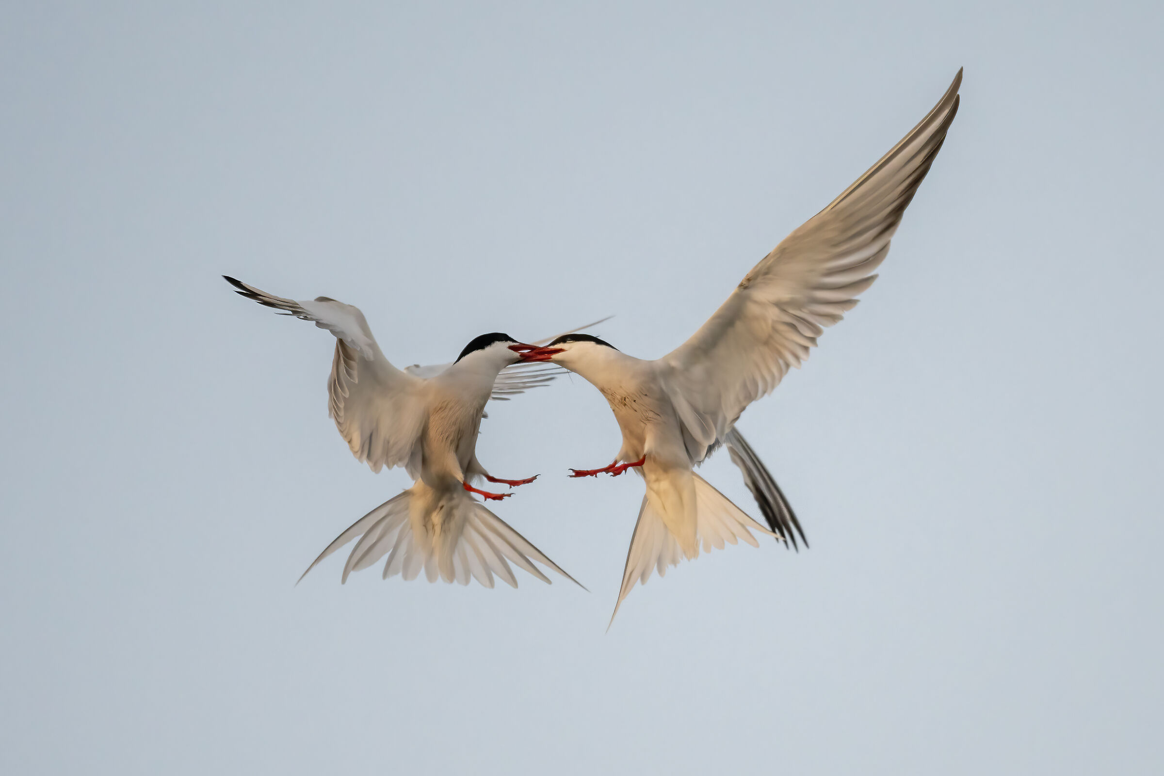 Sterne, duello all'alba