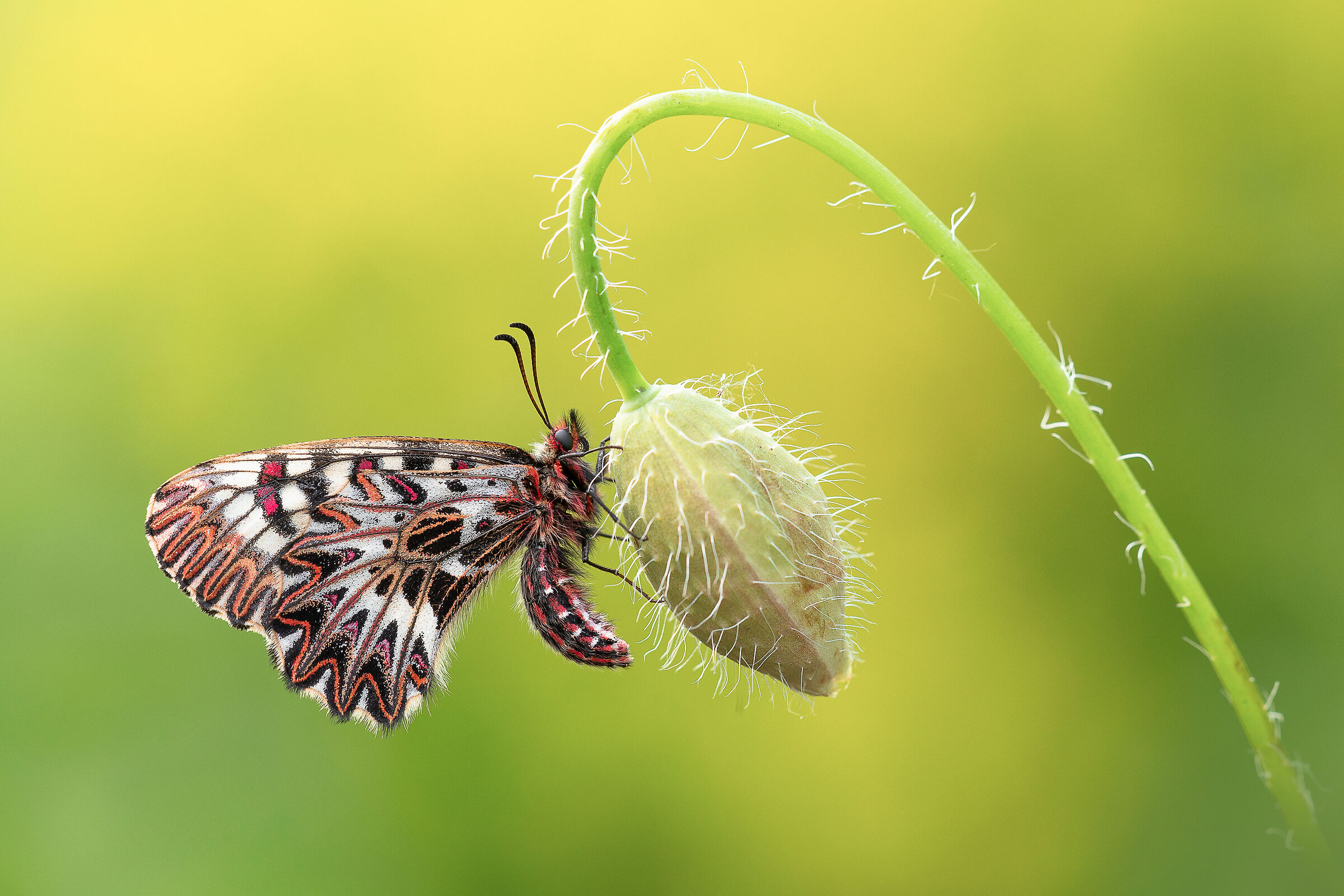 Zerynthia polyxena