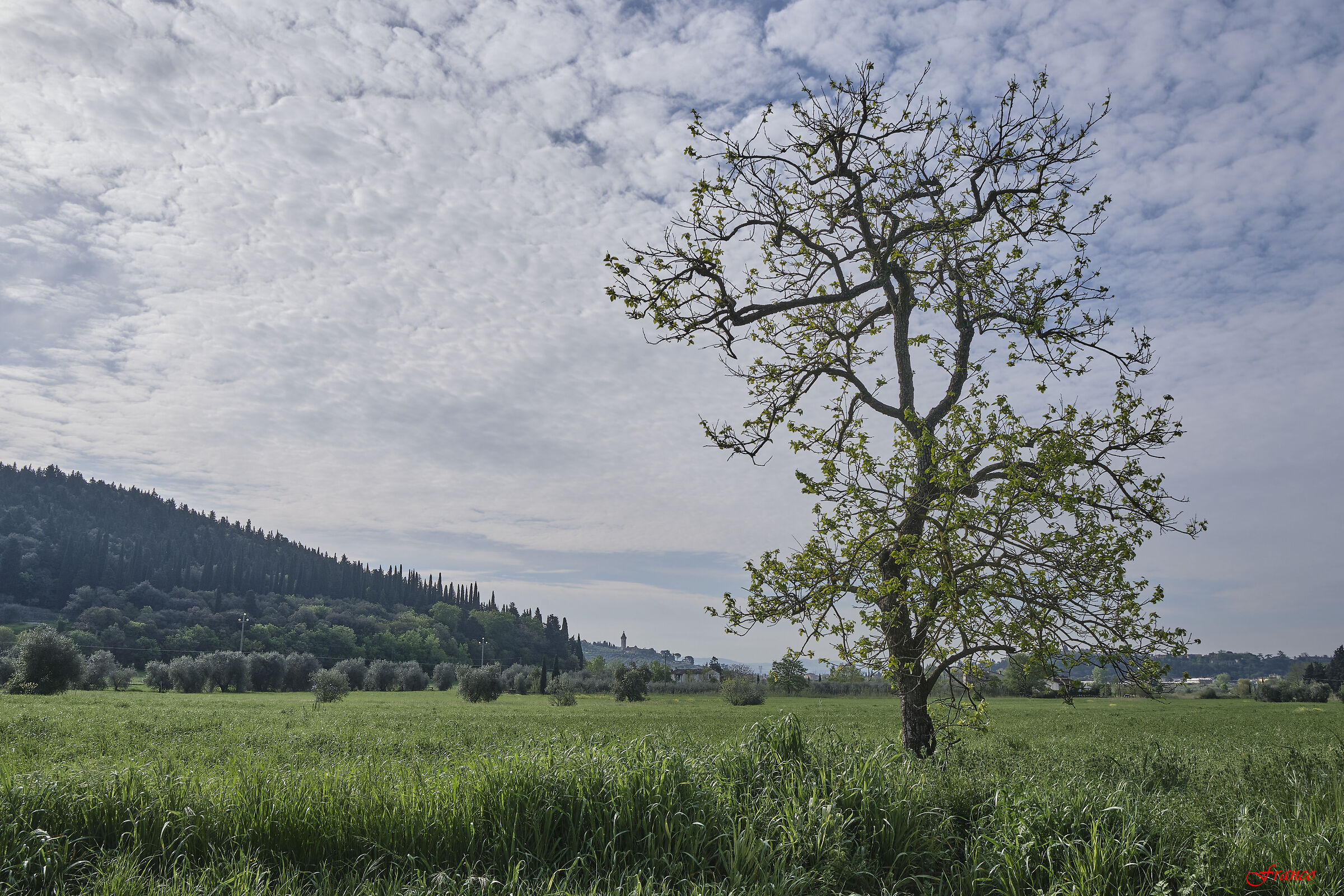 L'albero e San Donato