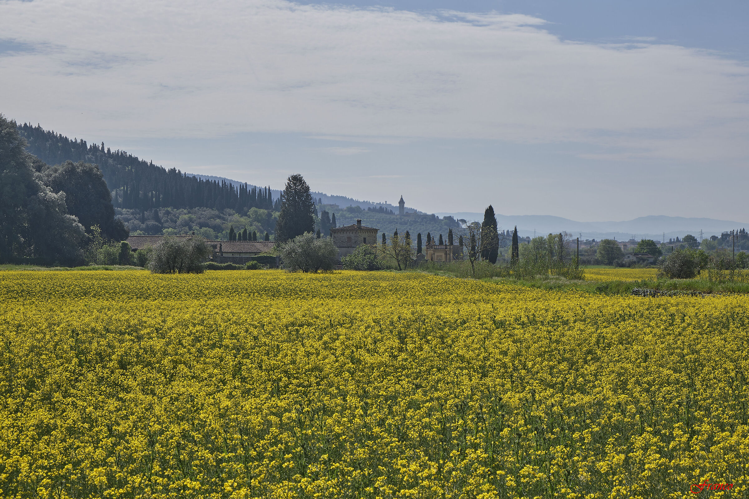 Il mare giallo di Travalle ed il Mulino
