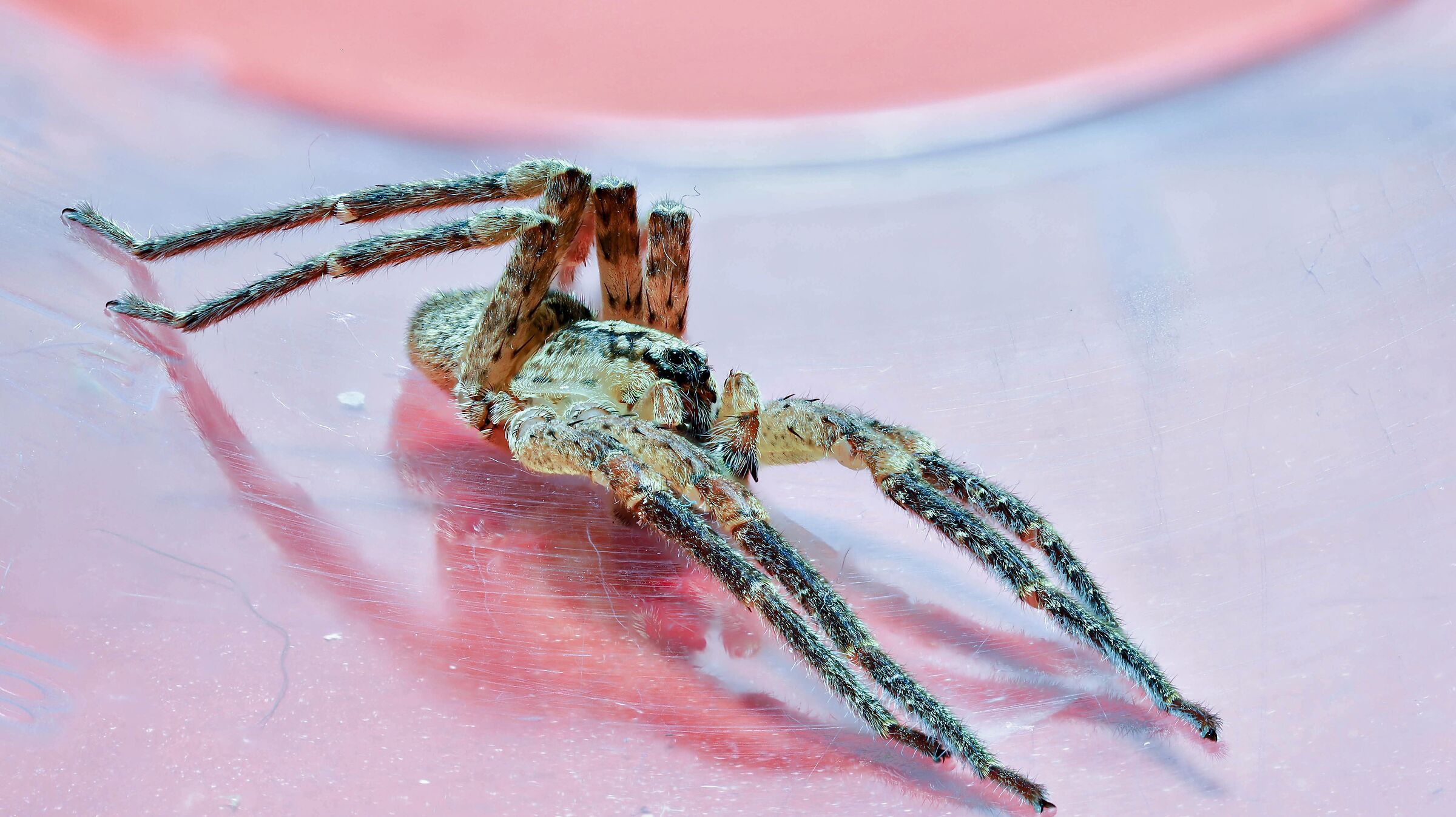 The Spider in the Tube