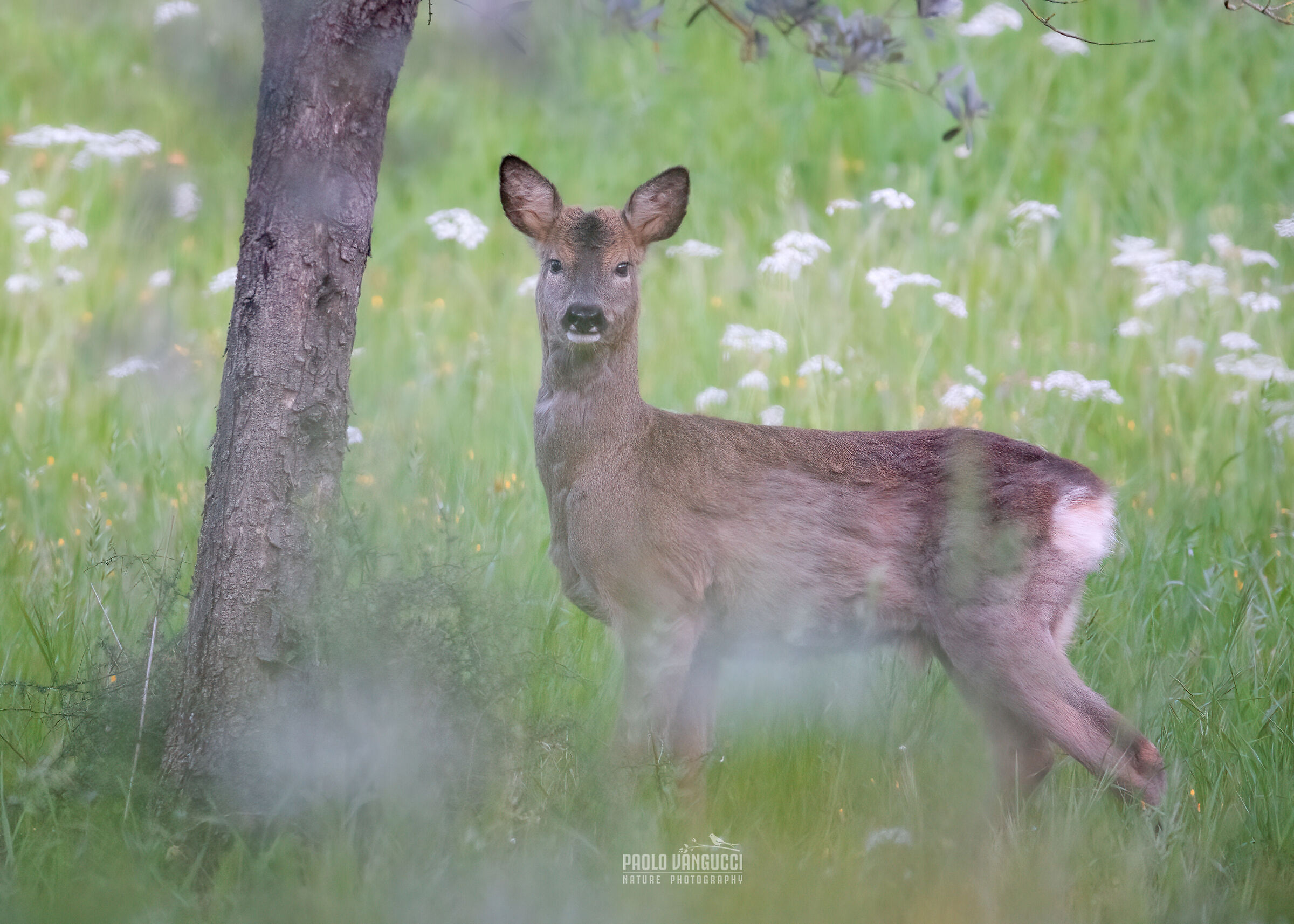 Boy almost one year old (Roe deer)