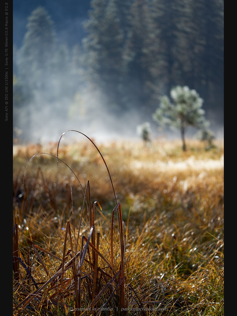 Yosemite Valley View