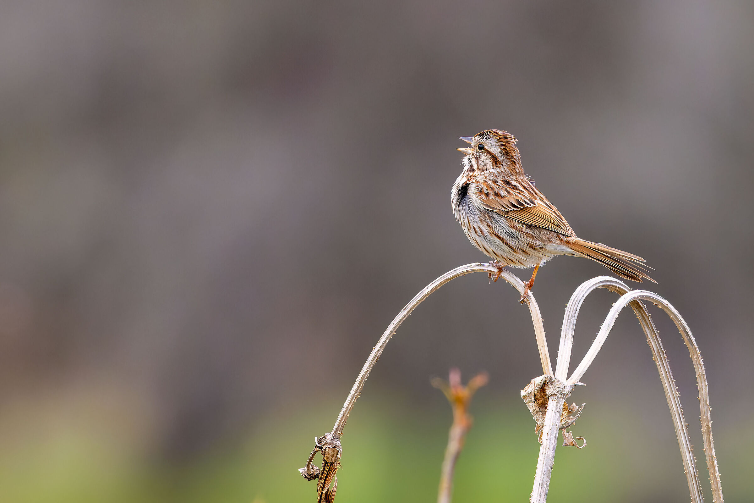 Song Sparrow (Melospiza melody) ITA: Sparrow Singer.