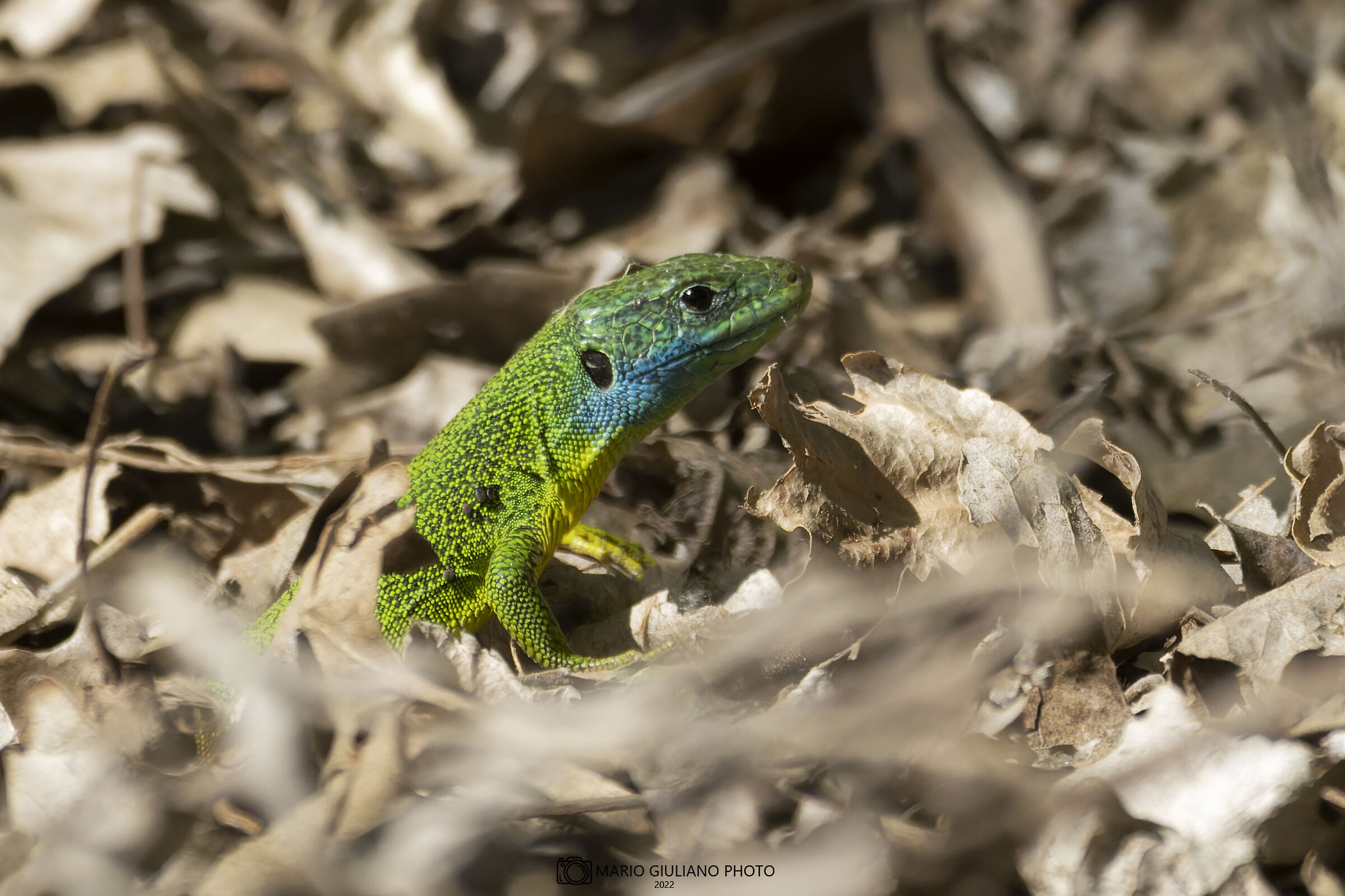 Green lizard