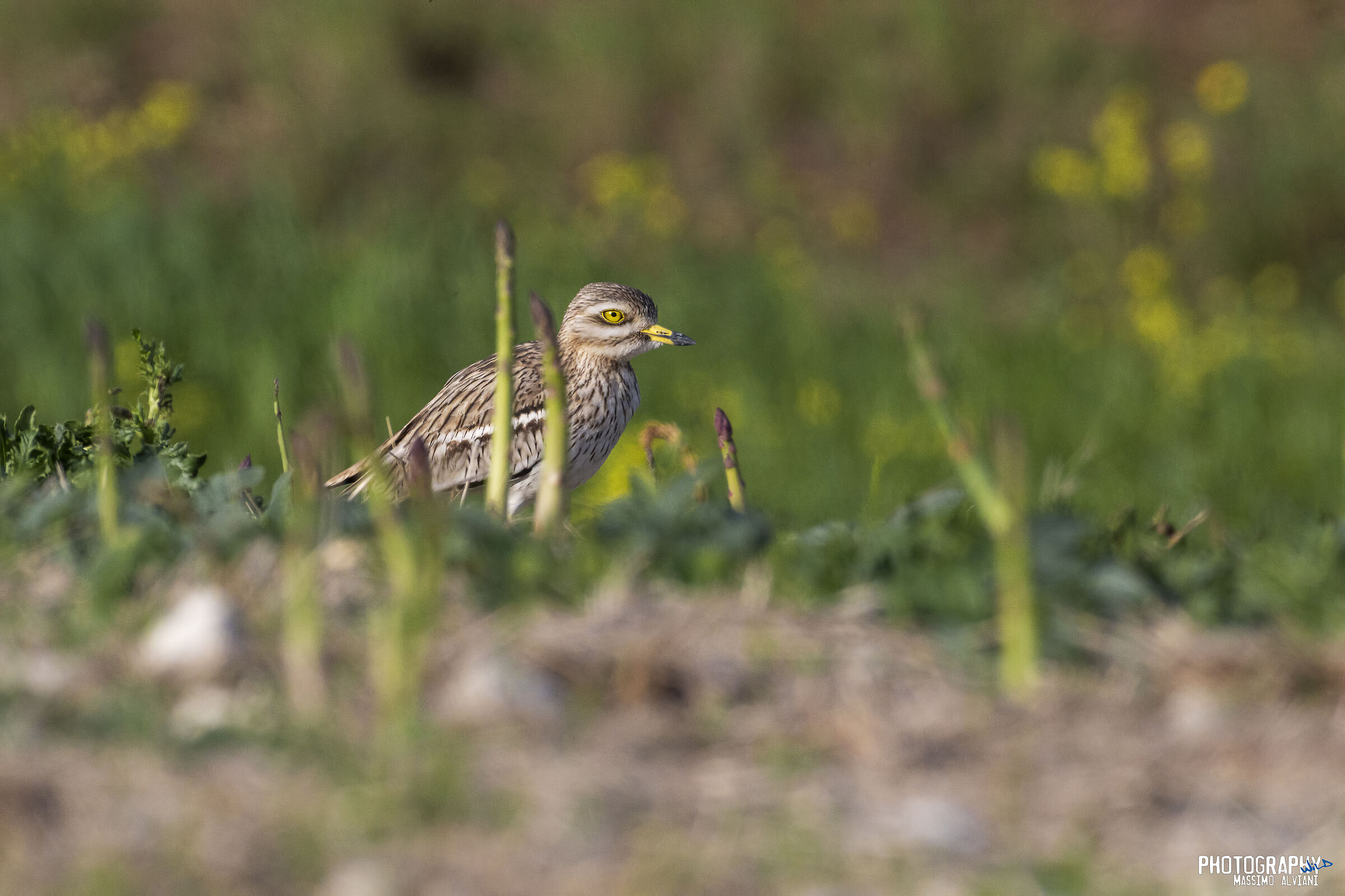 Mi nascondo fra gli asparagi.
