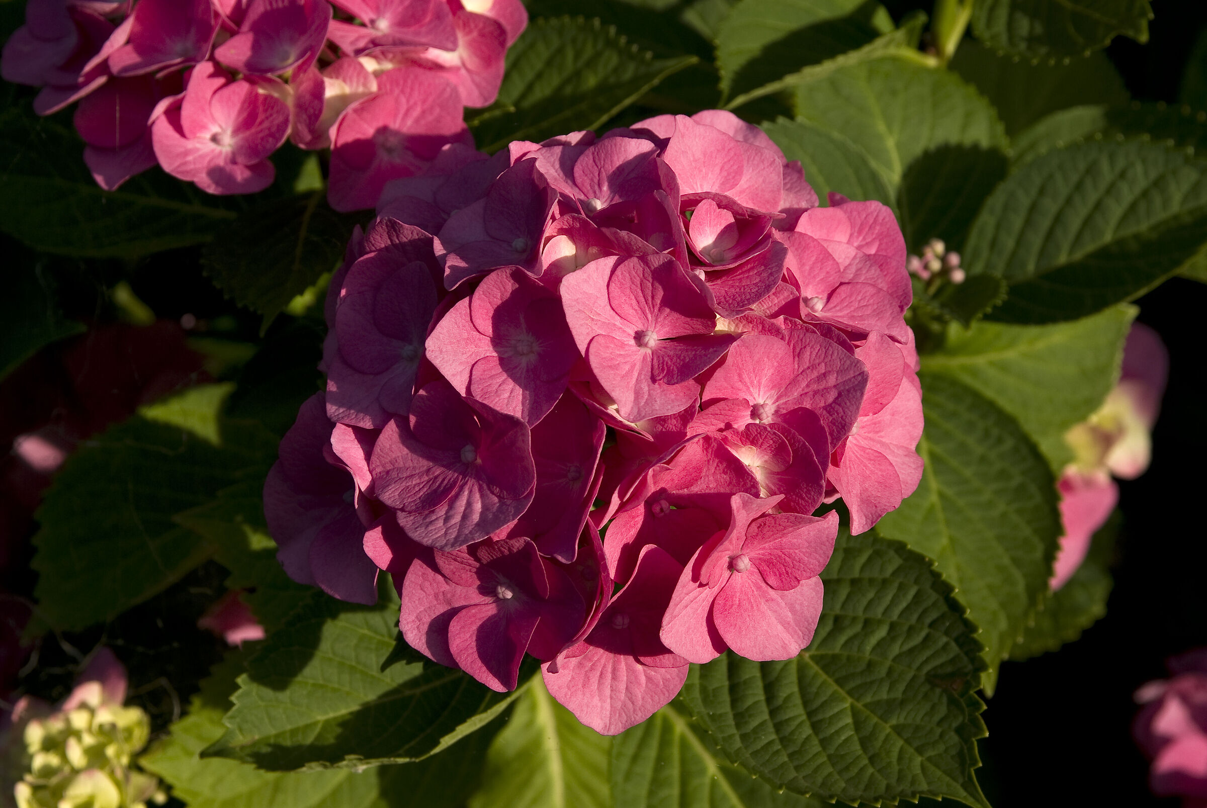 Hydrangea