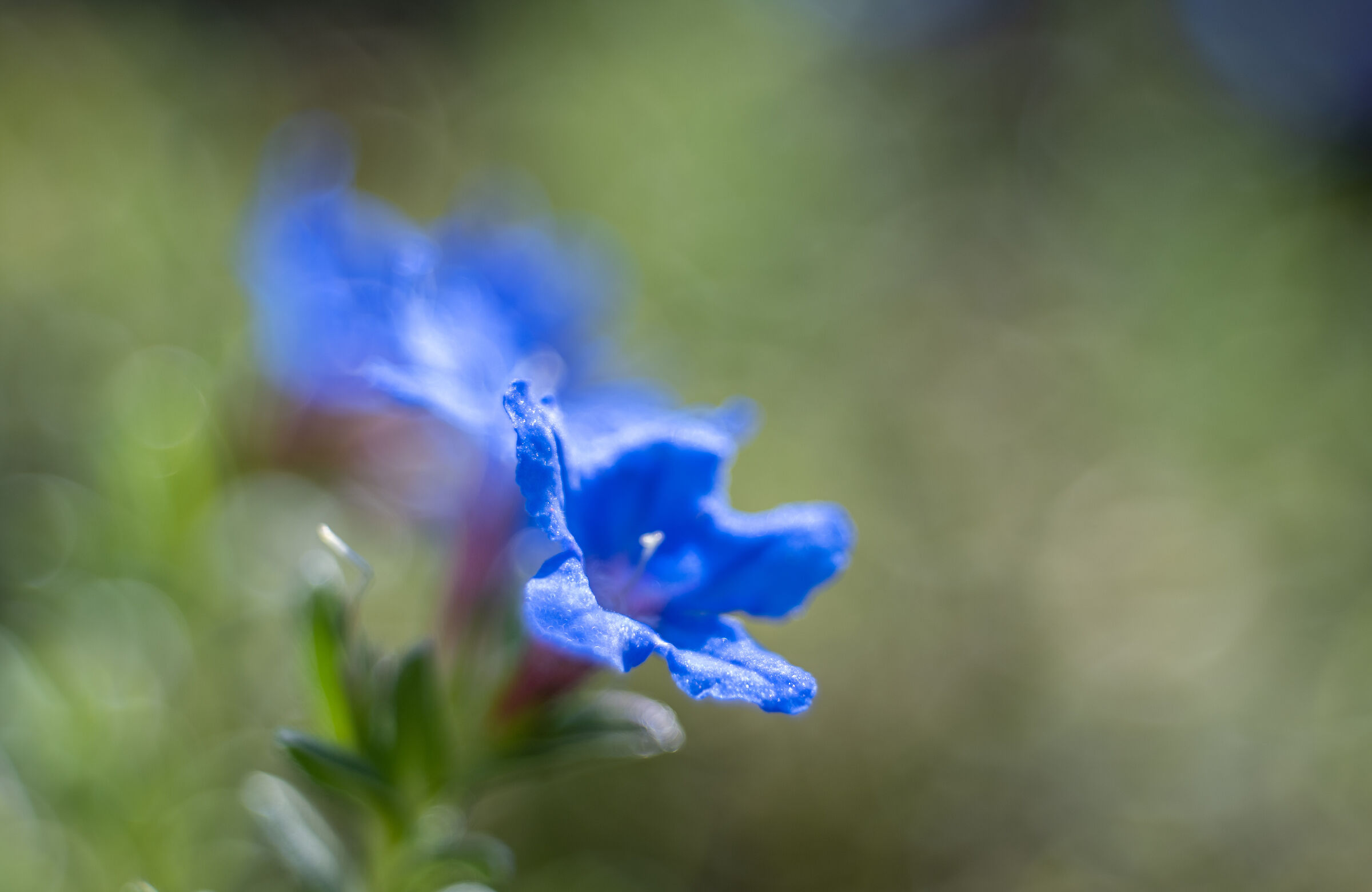 Prova con Trioplan 50mm f2.8