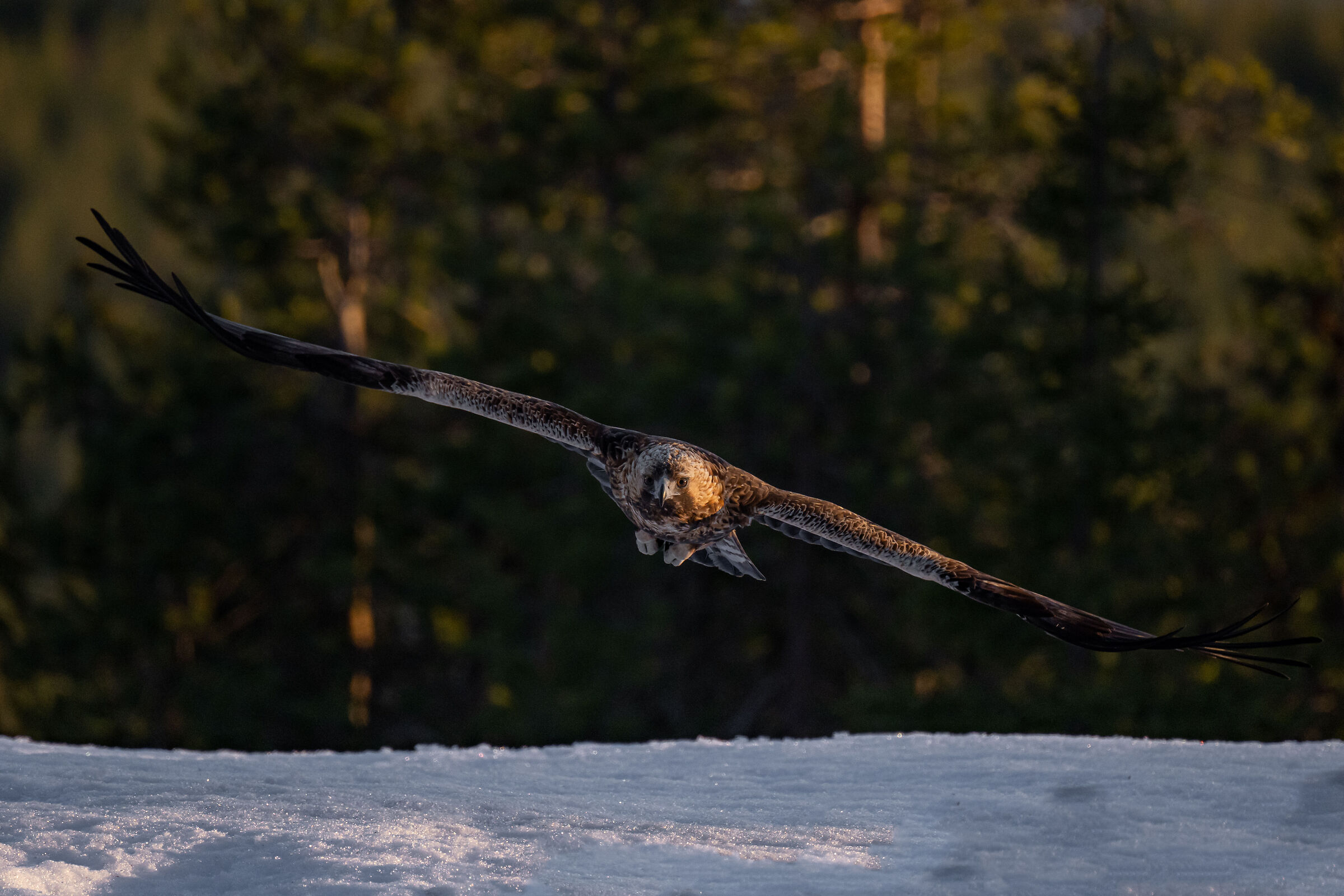 Golden eagle