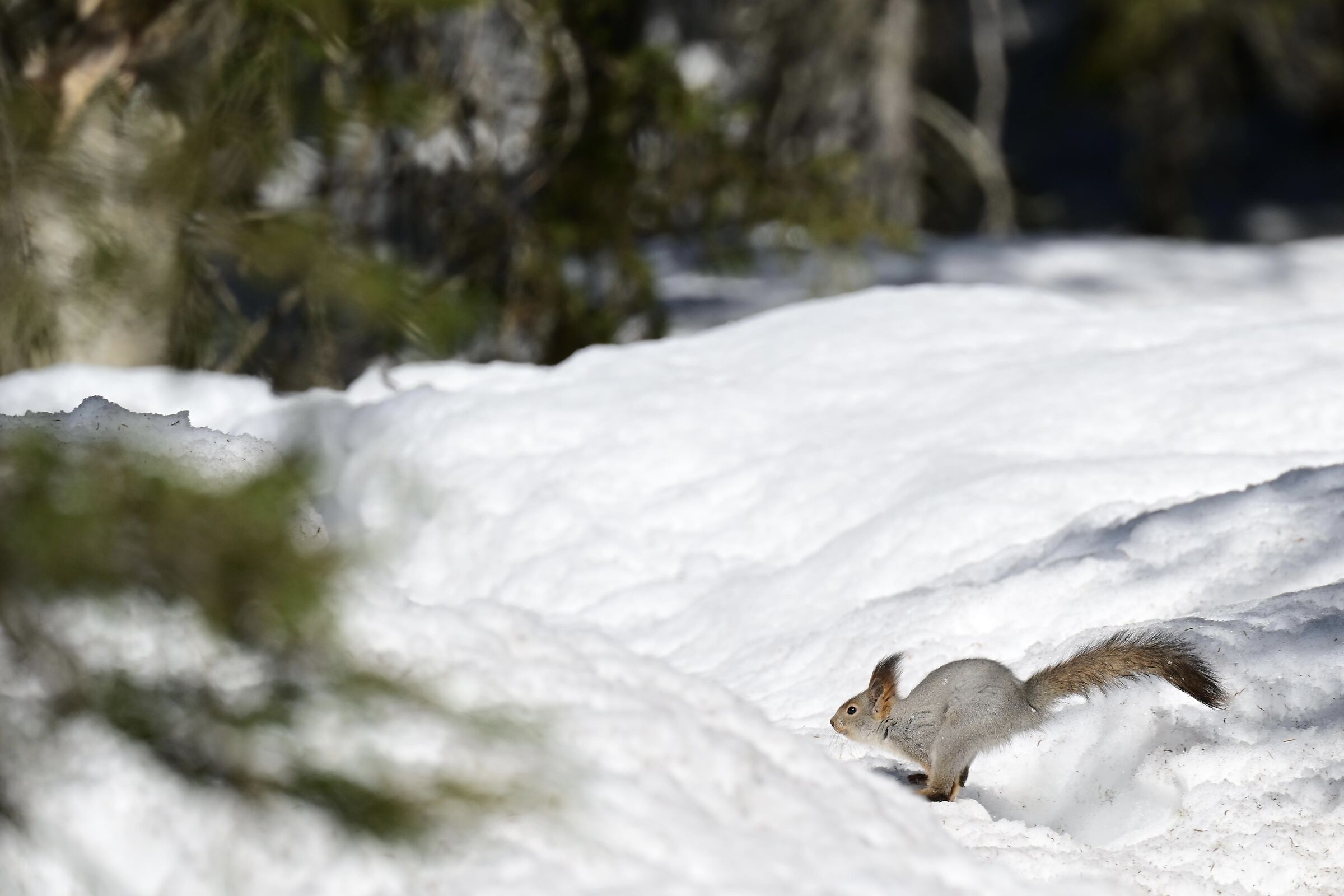 Escape into the woods