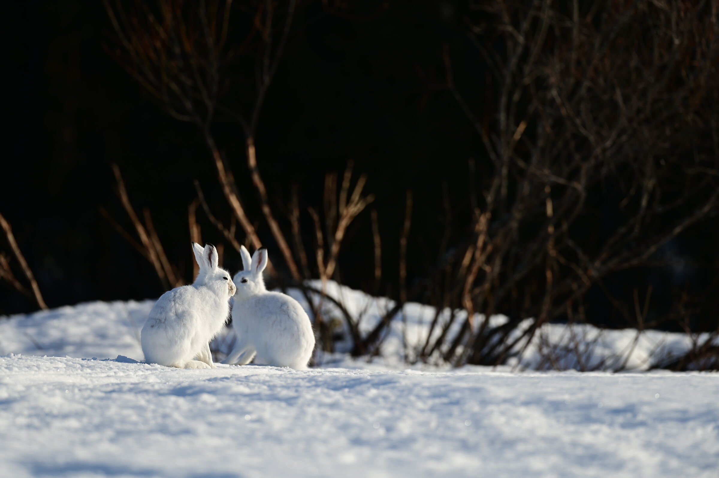 Hares in love