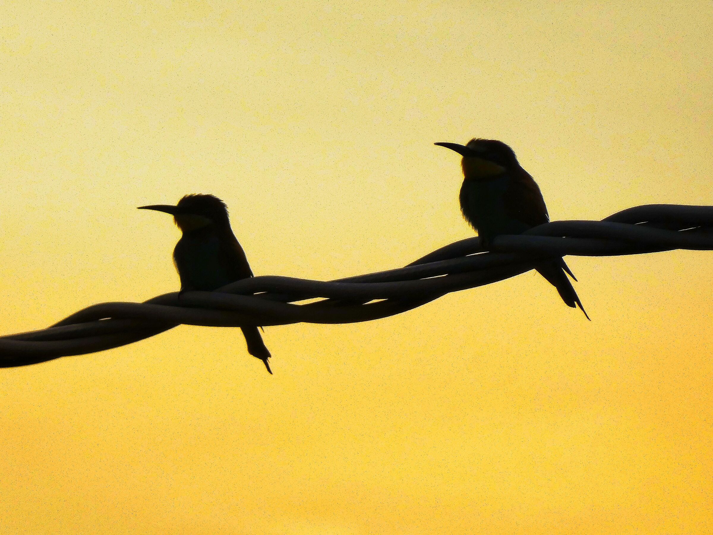 Bee-eaters at dawn.