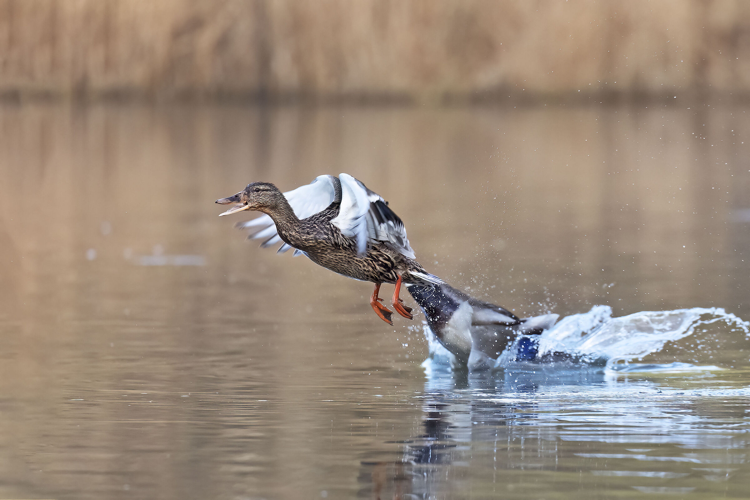 Scappa Caro il Falco!!!!