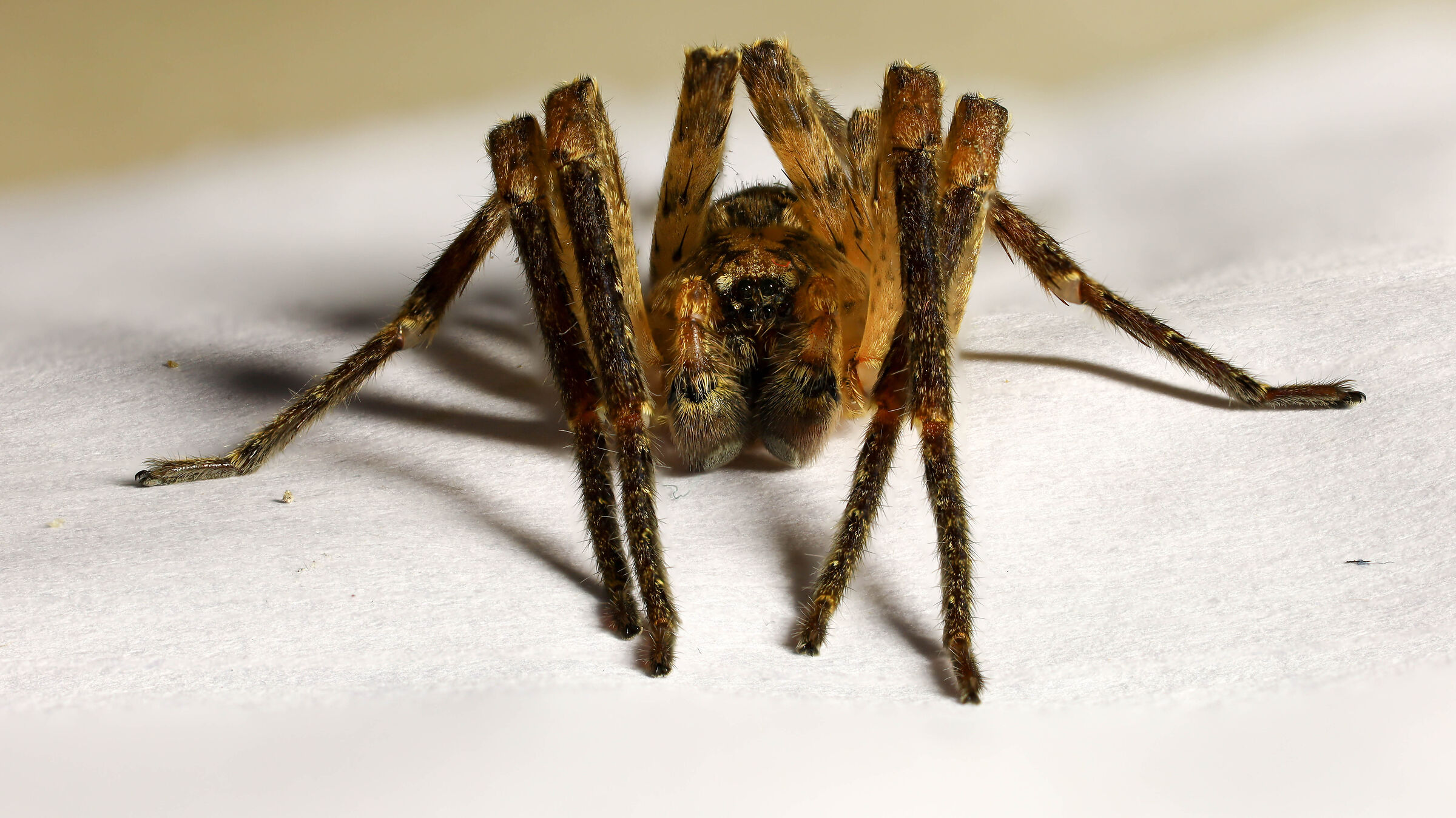 Hogna radiata (?)