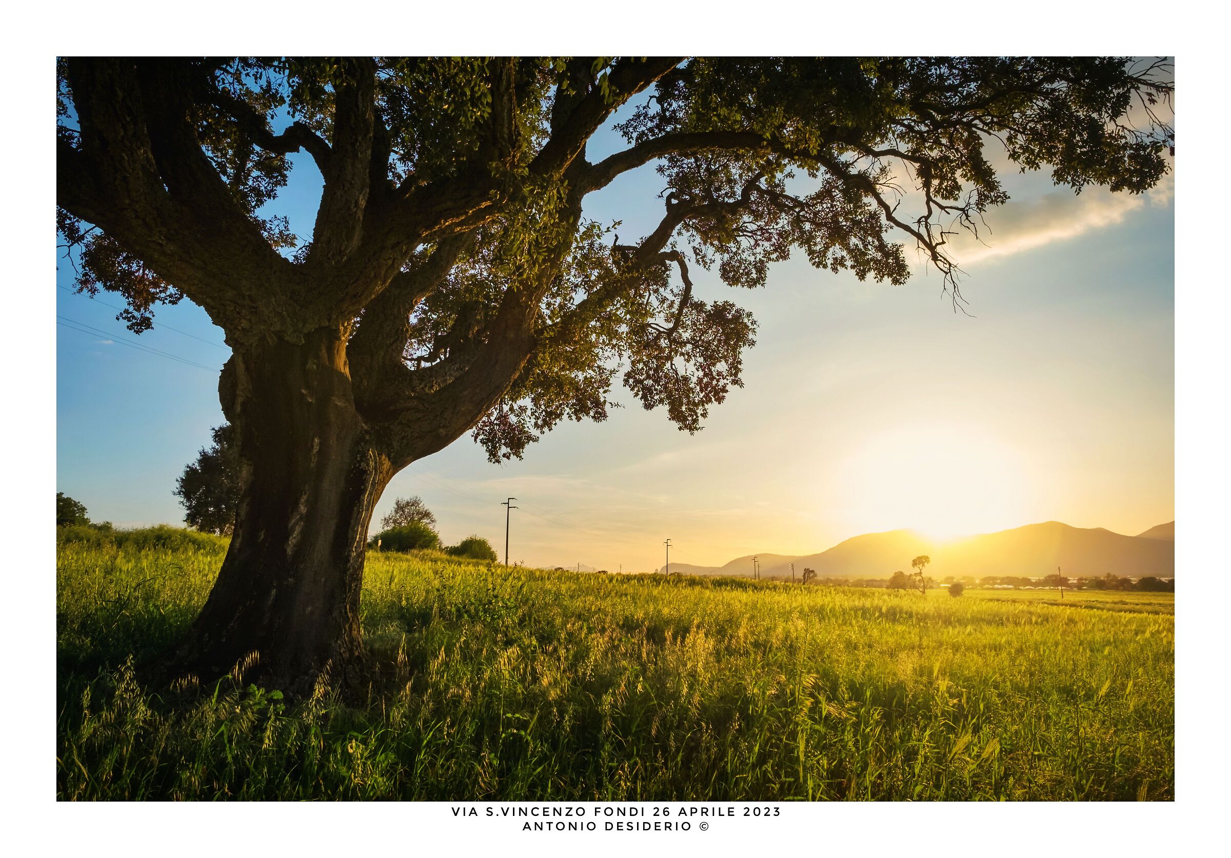 In the shade of the great oak tree