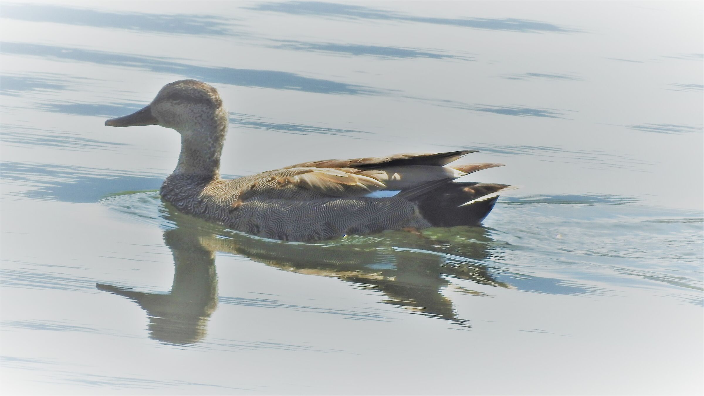 Gadwall