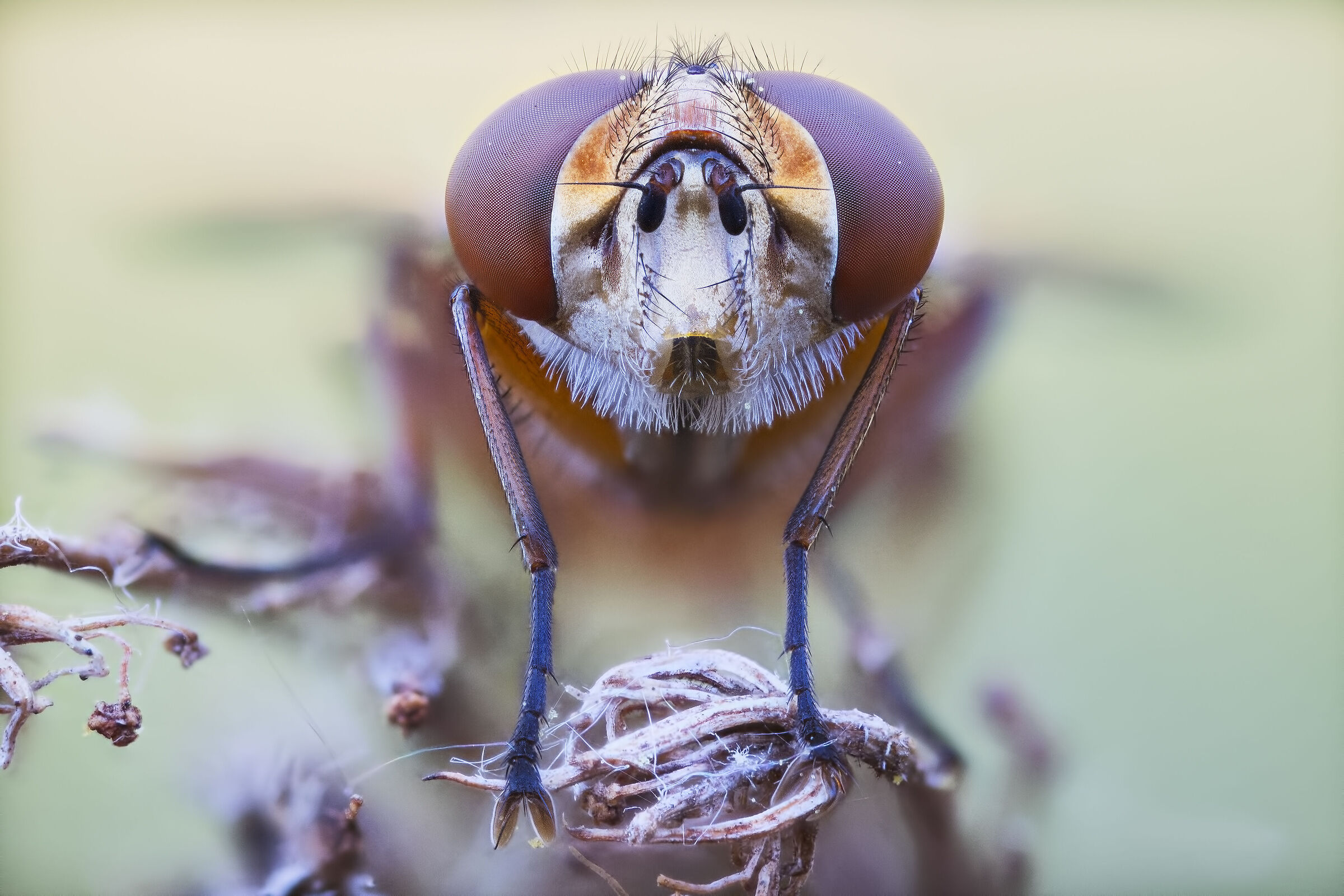 Ectophasia crassipennis