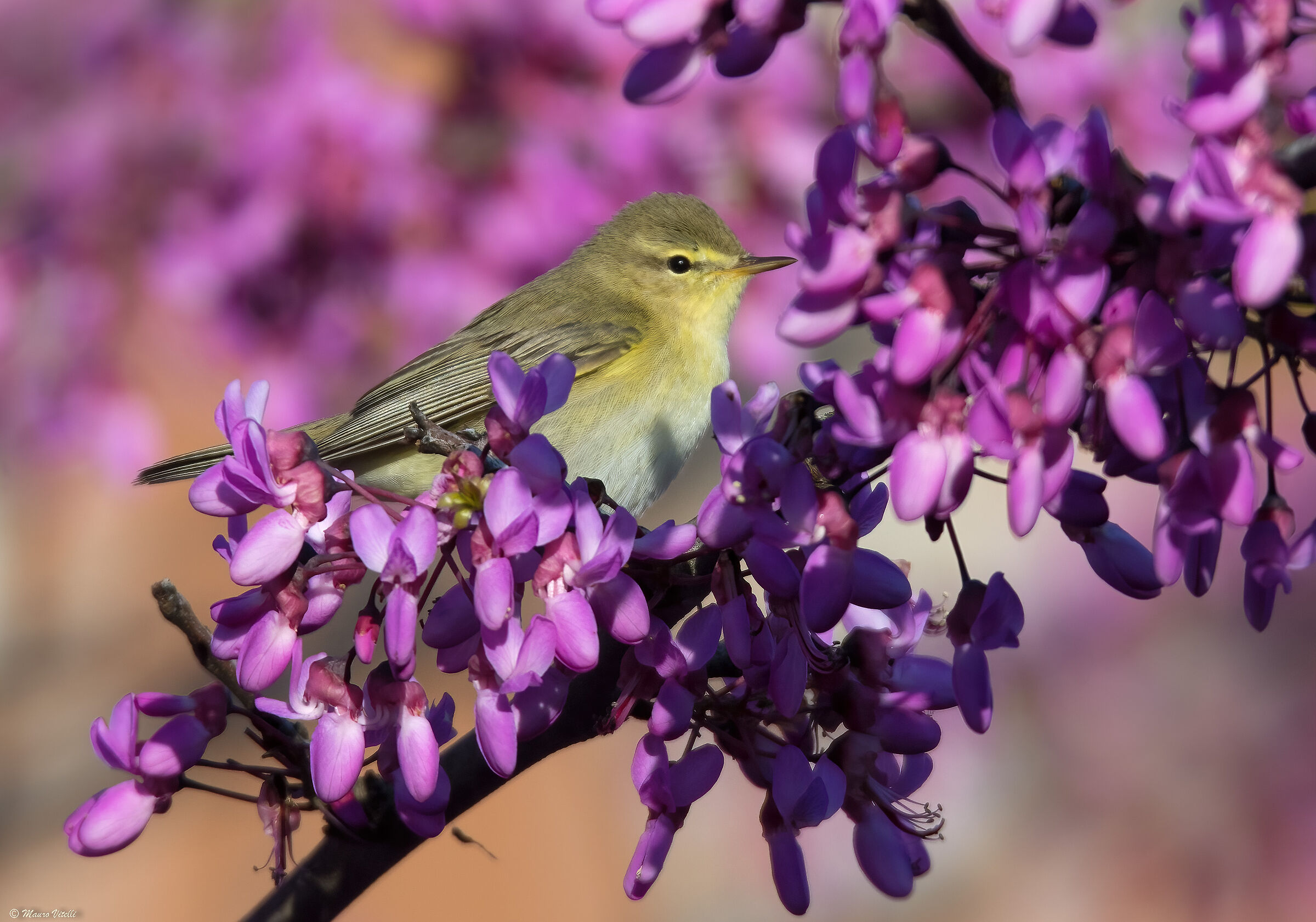 The wolf immersed in the colors of the Judas tree