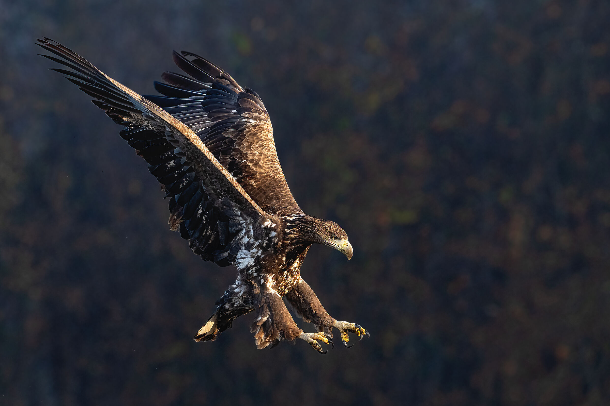 Aquila di mare nella prima luce