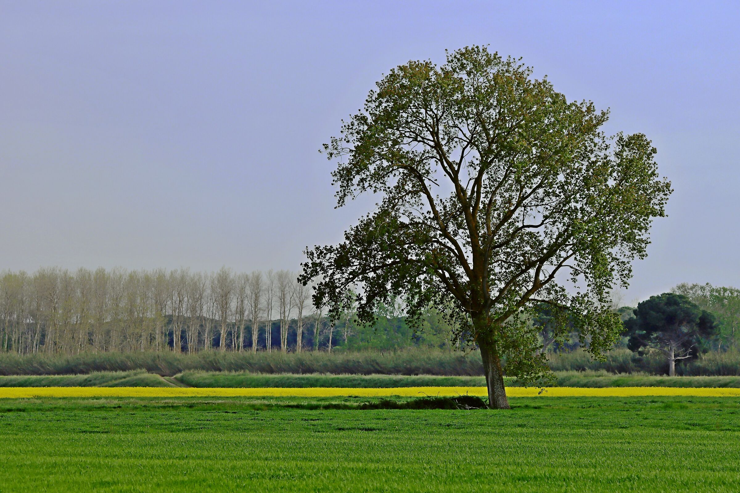 Minimal con graffio giallo