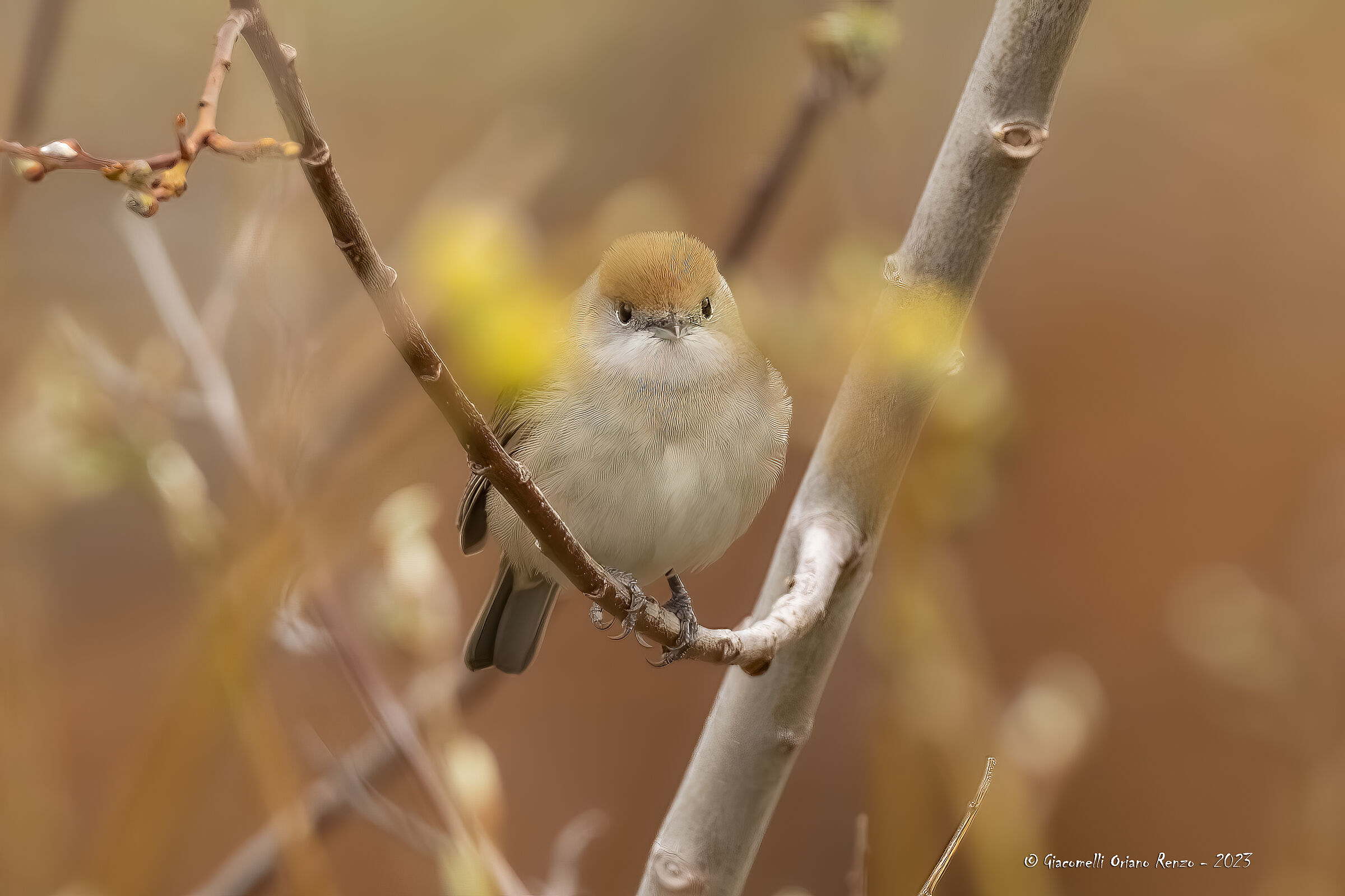 Female haircap