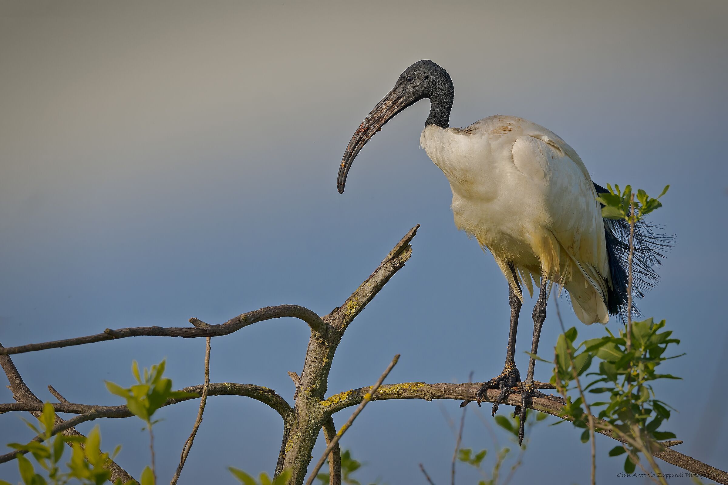 Ibis del Nilo