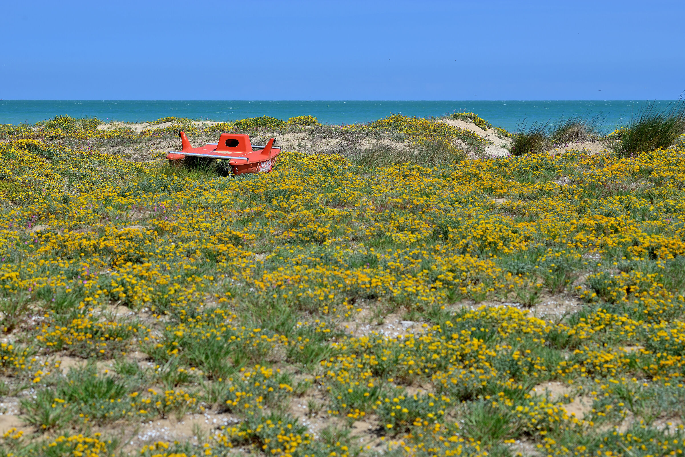 Tra onde di fiori