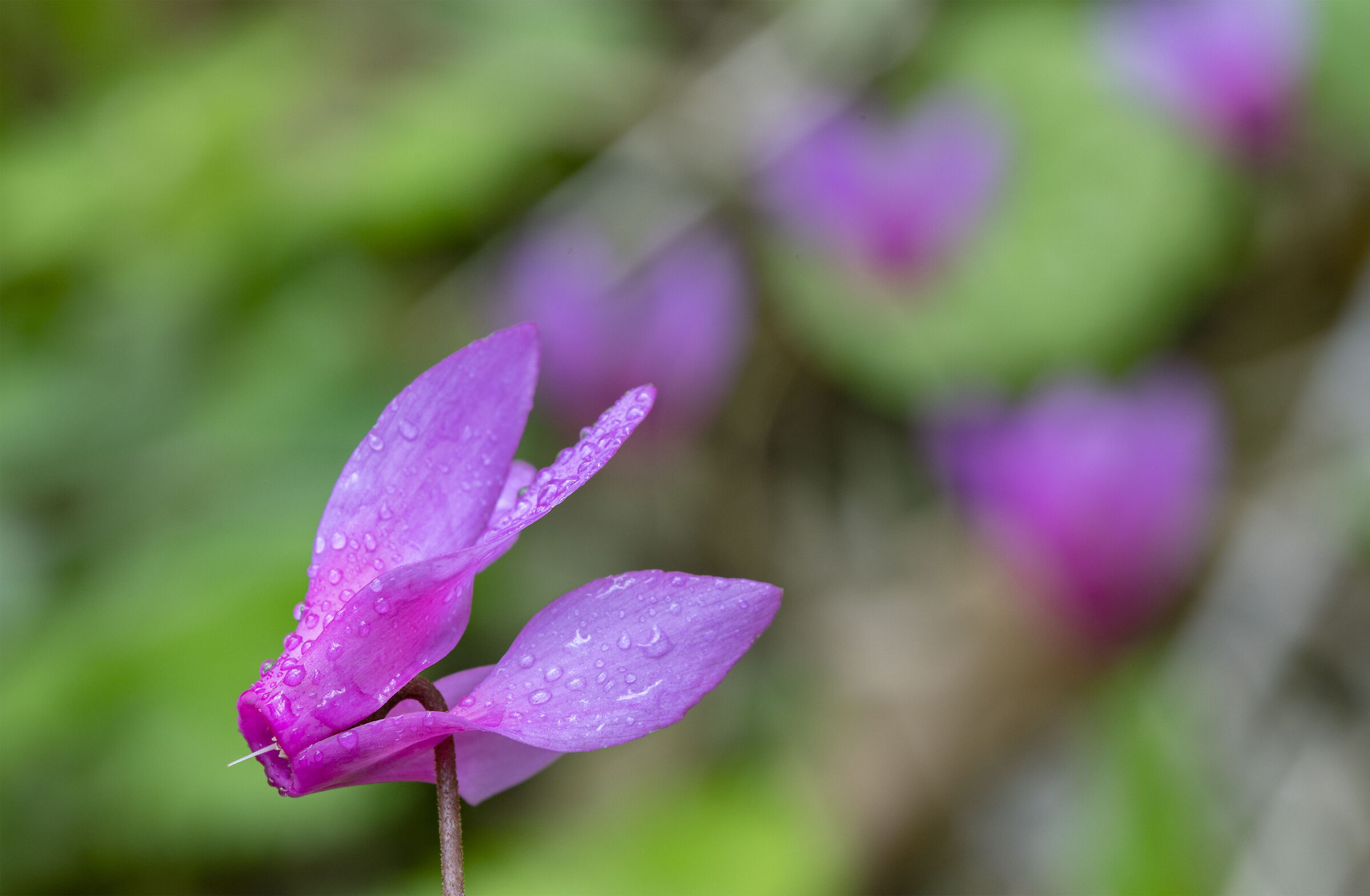 cyclamen