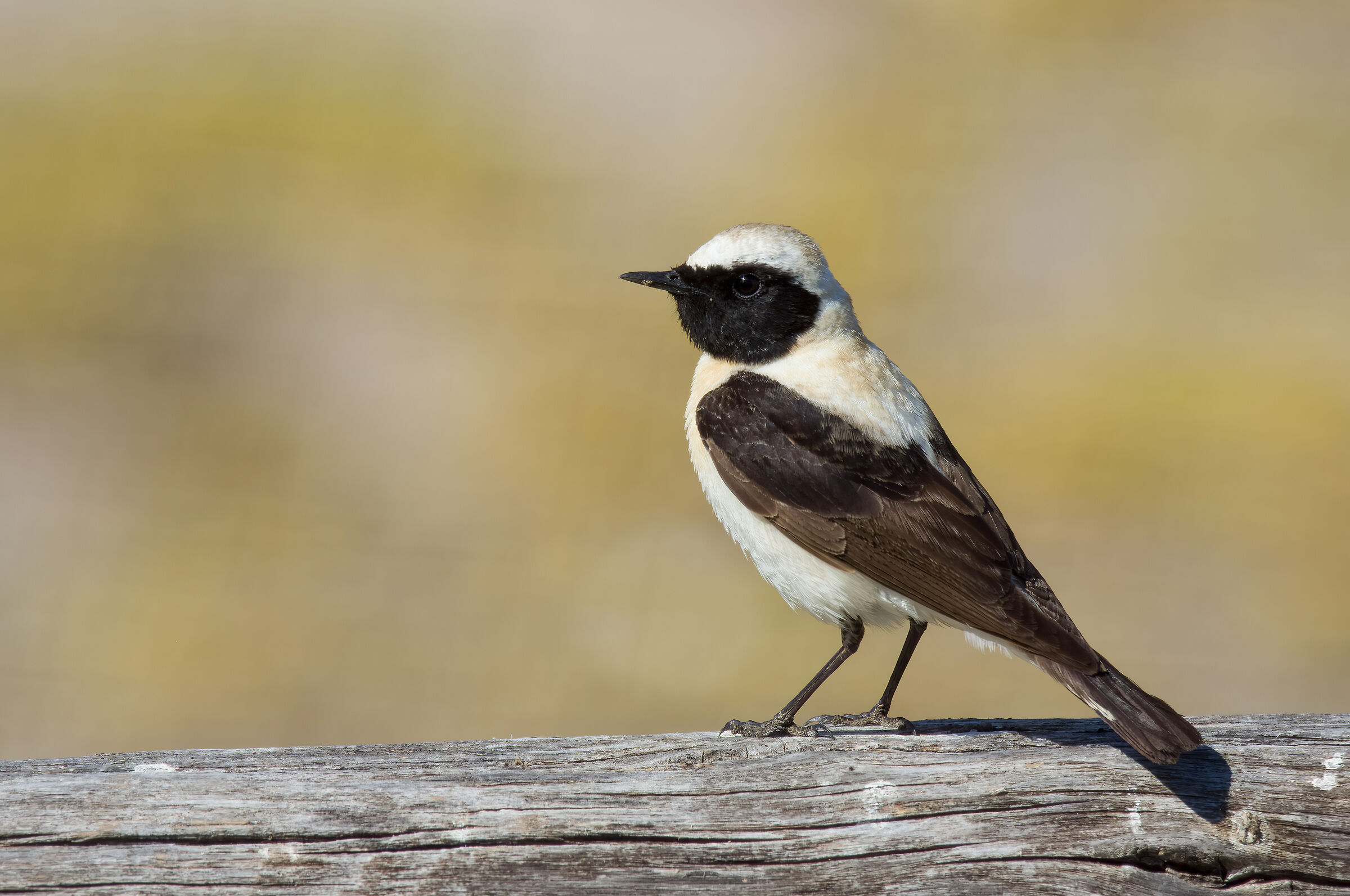 Monachella (Oenanthe Hispanica)