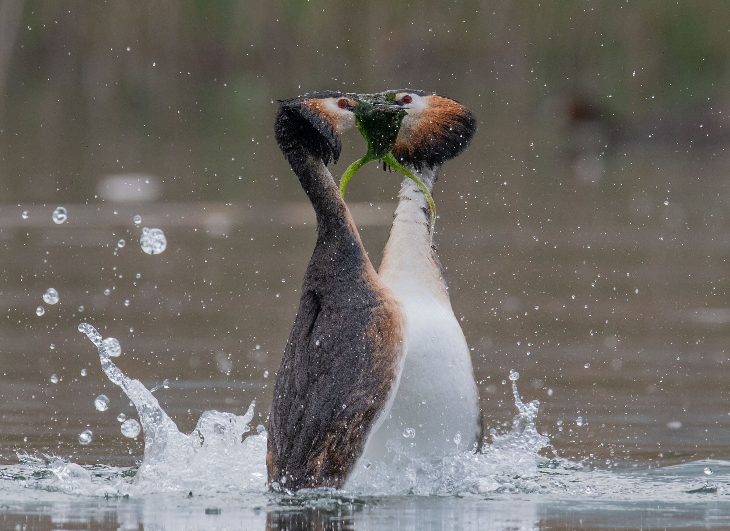 grebes