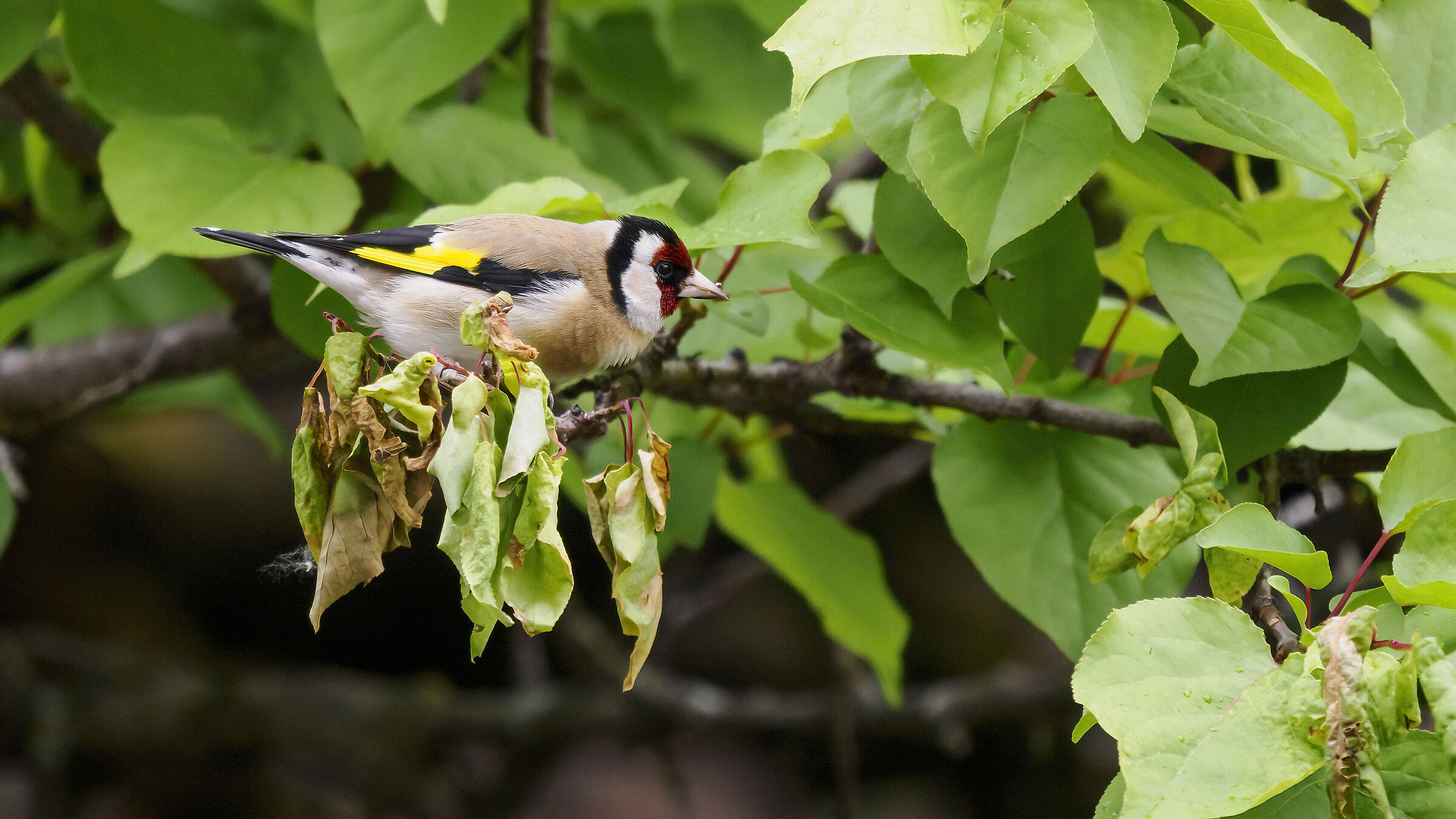 Goldfinch