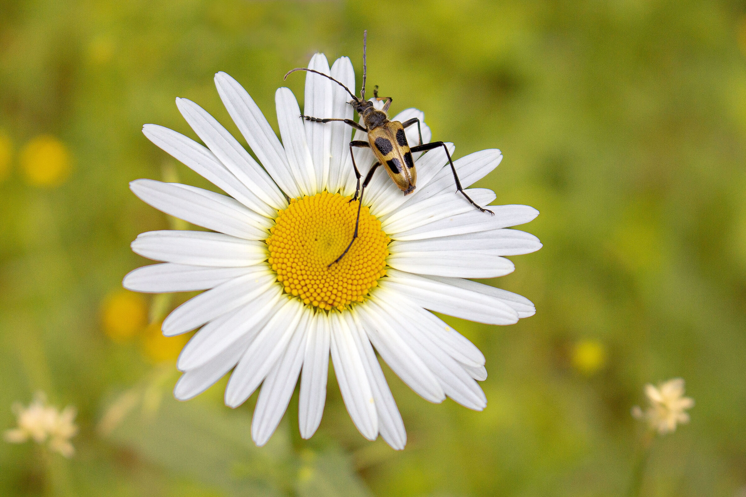 Insect on flower
