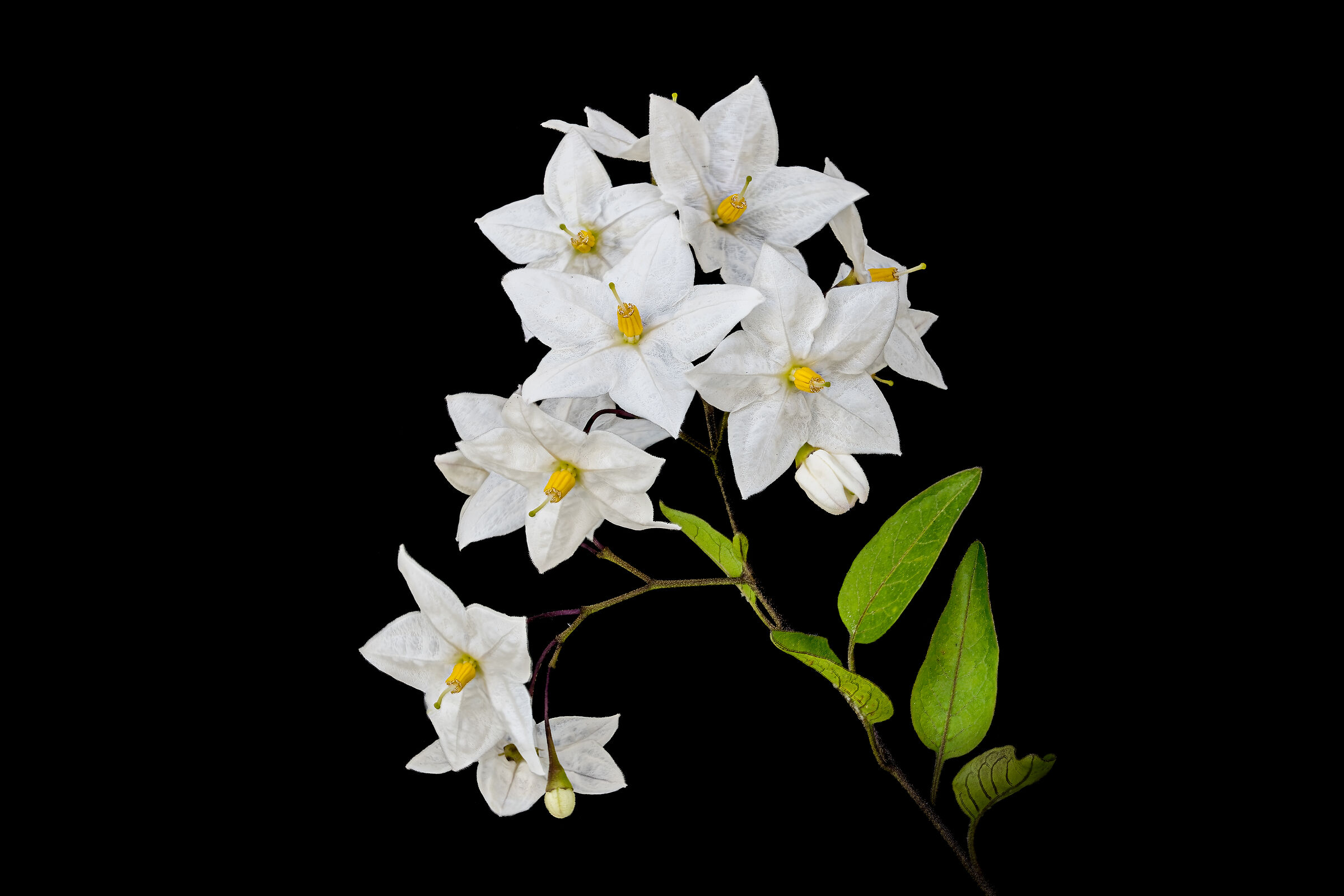 Jasmine at night (Solanum laxum)