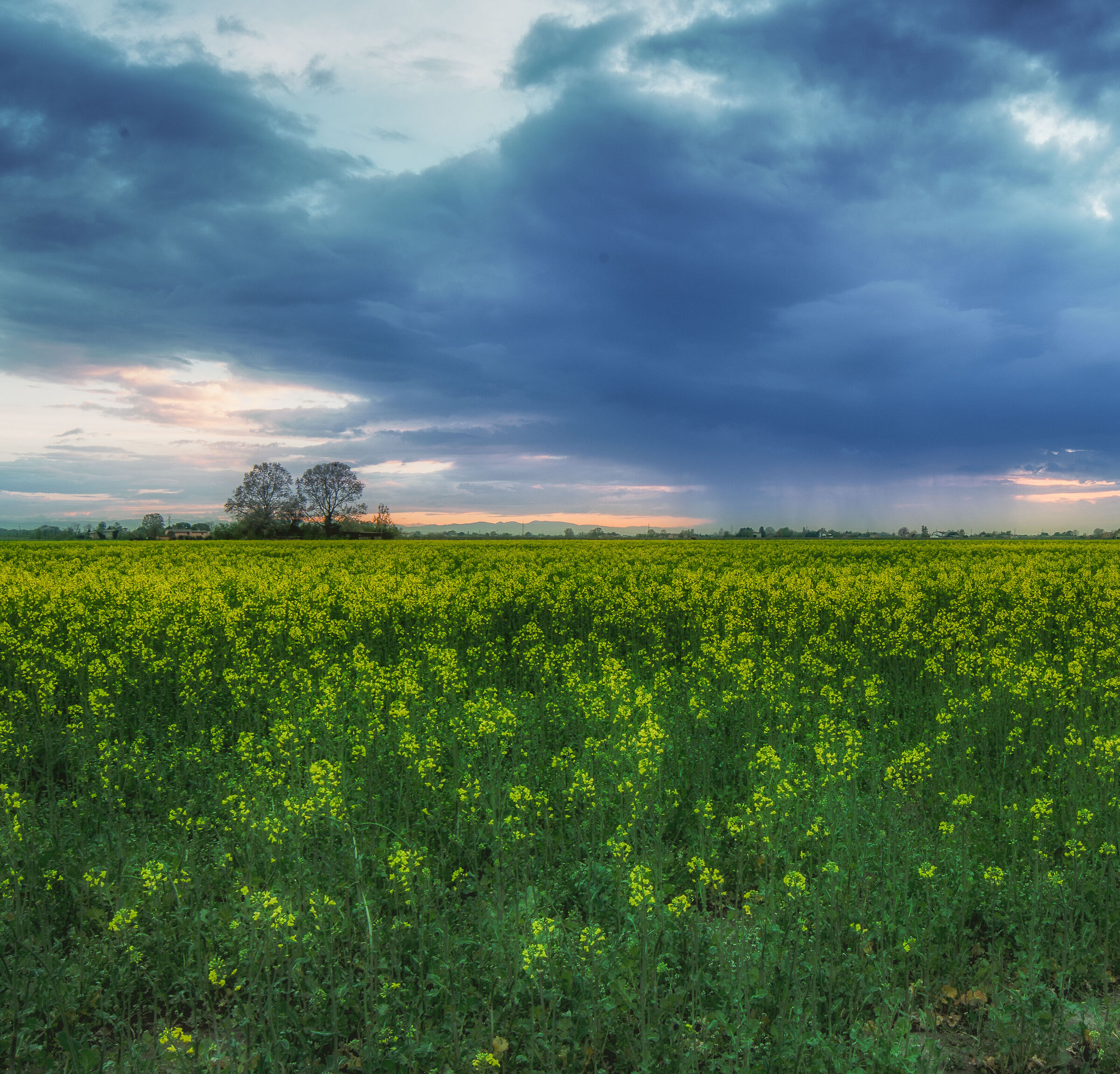 Rapeseed in bloom