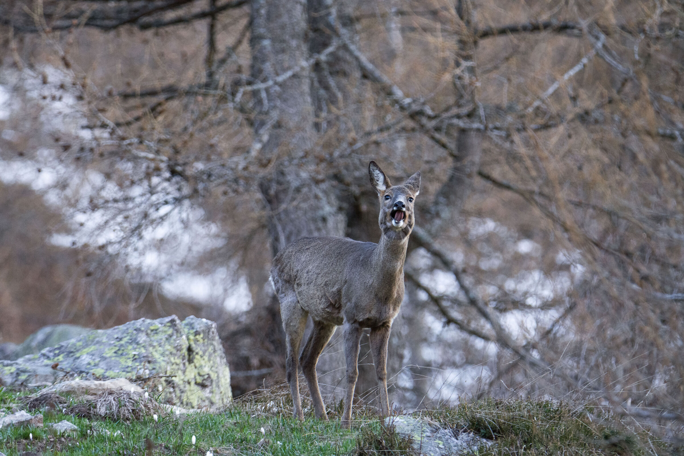 L'abbaio del capriolo
