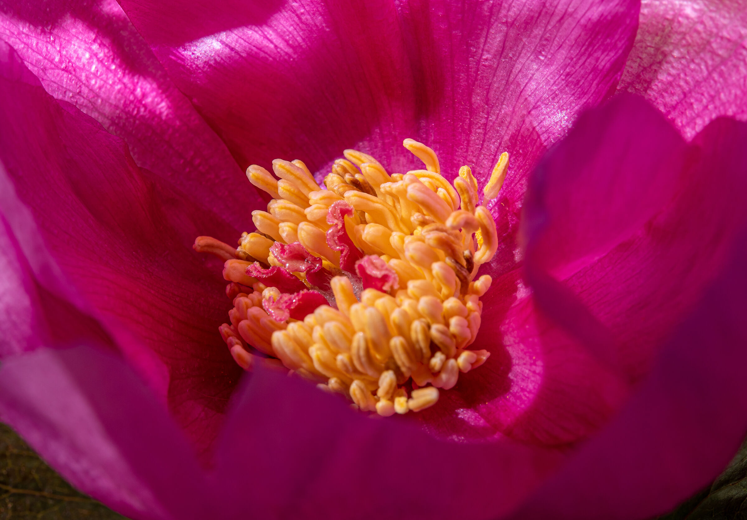 Particolari su Peonia mascula