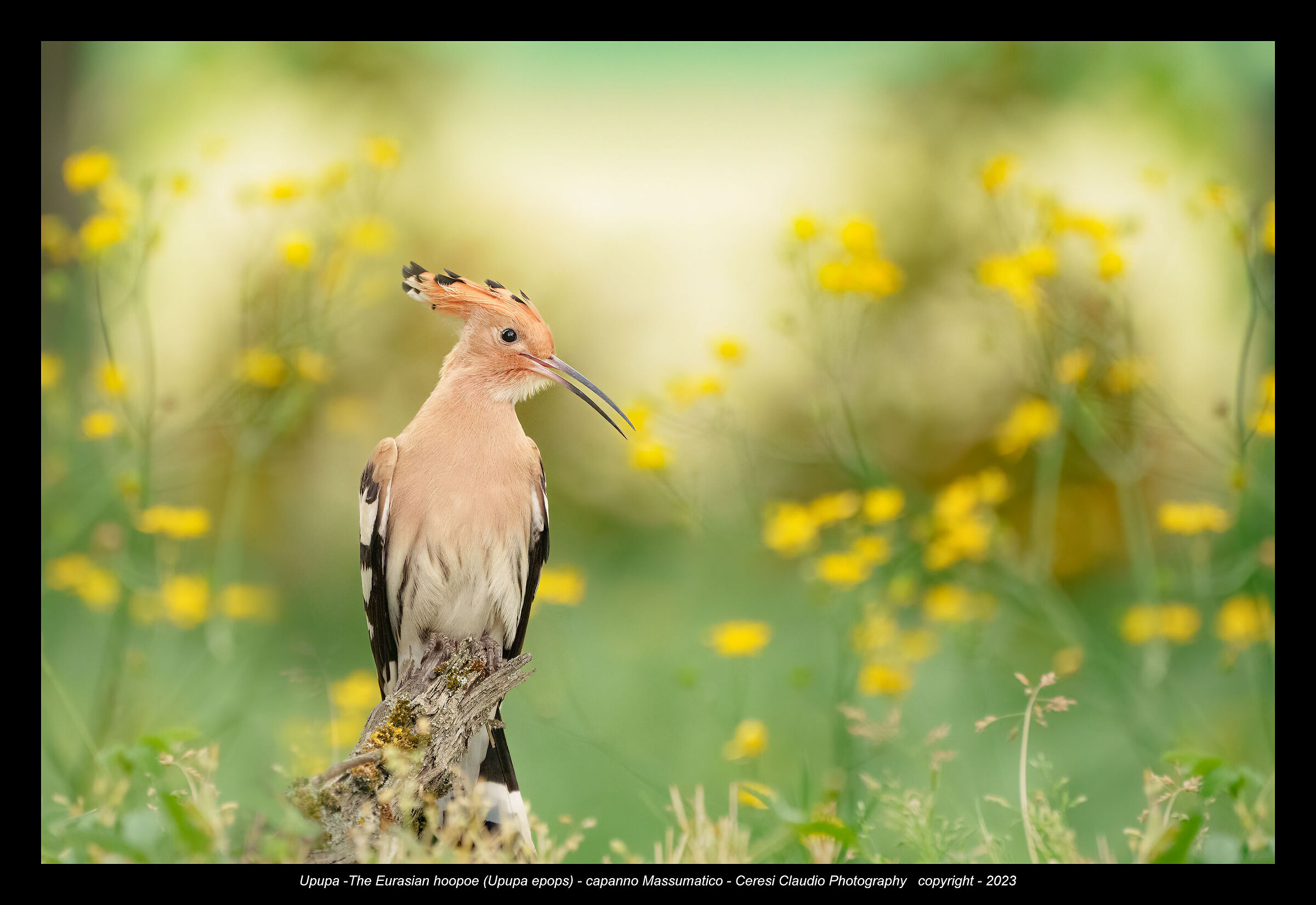 HOOPOE THE MASSUMATIC SHED