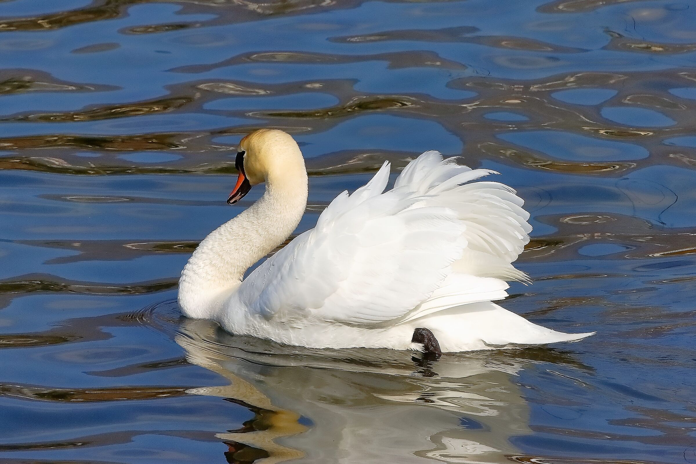 Cigno R 25 febbraio 2023