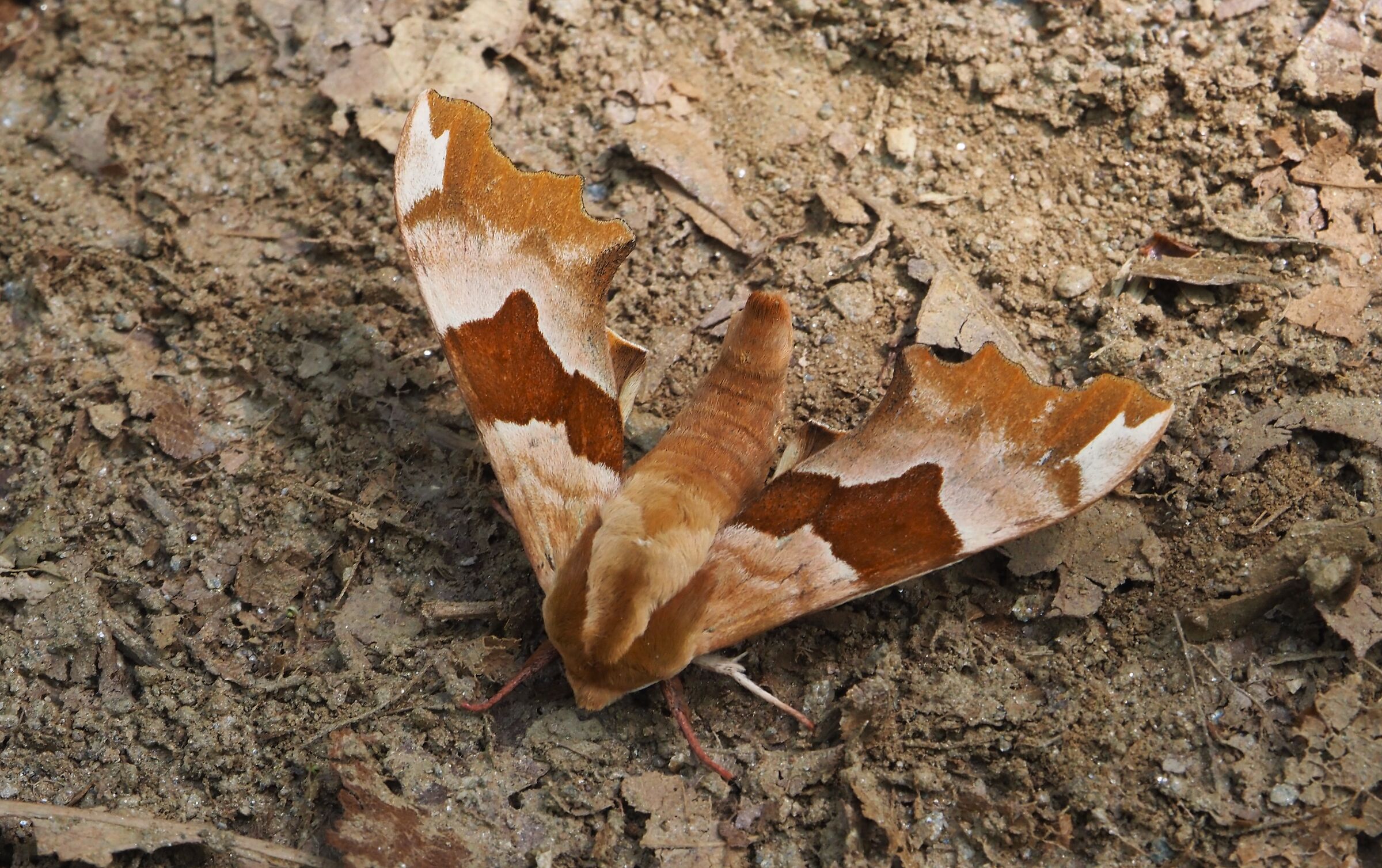 linden sphinx